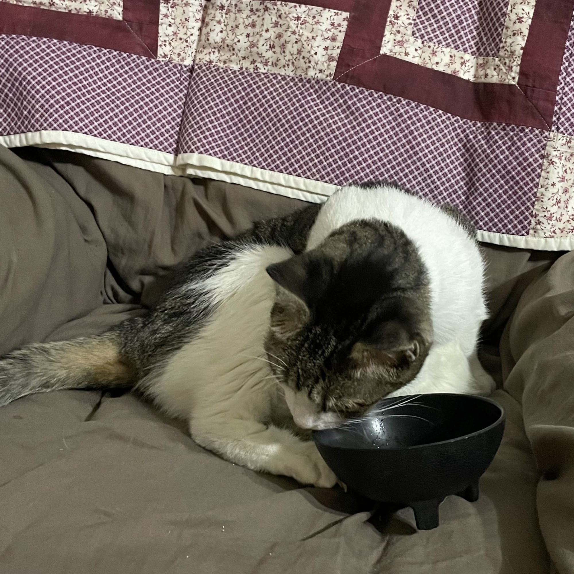 All County Animal Hospital Brooksville