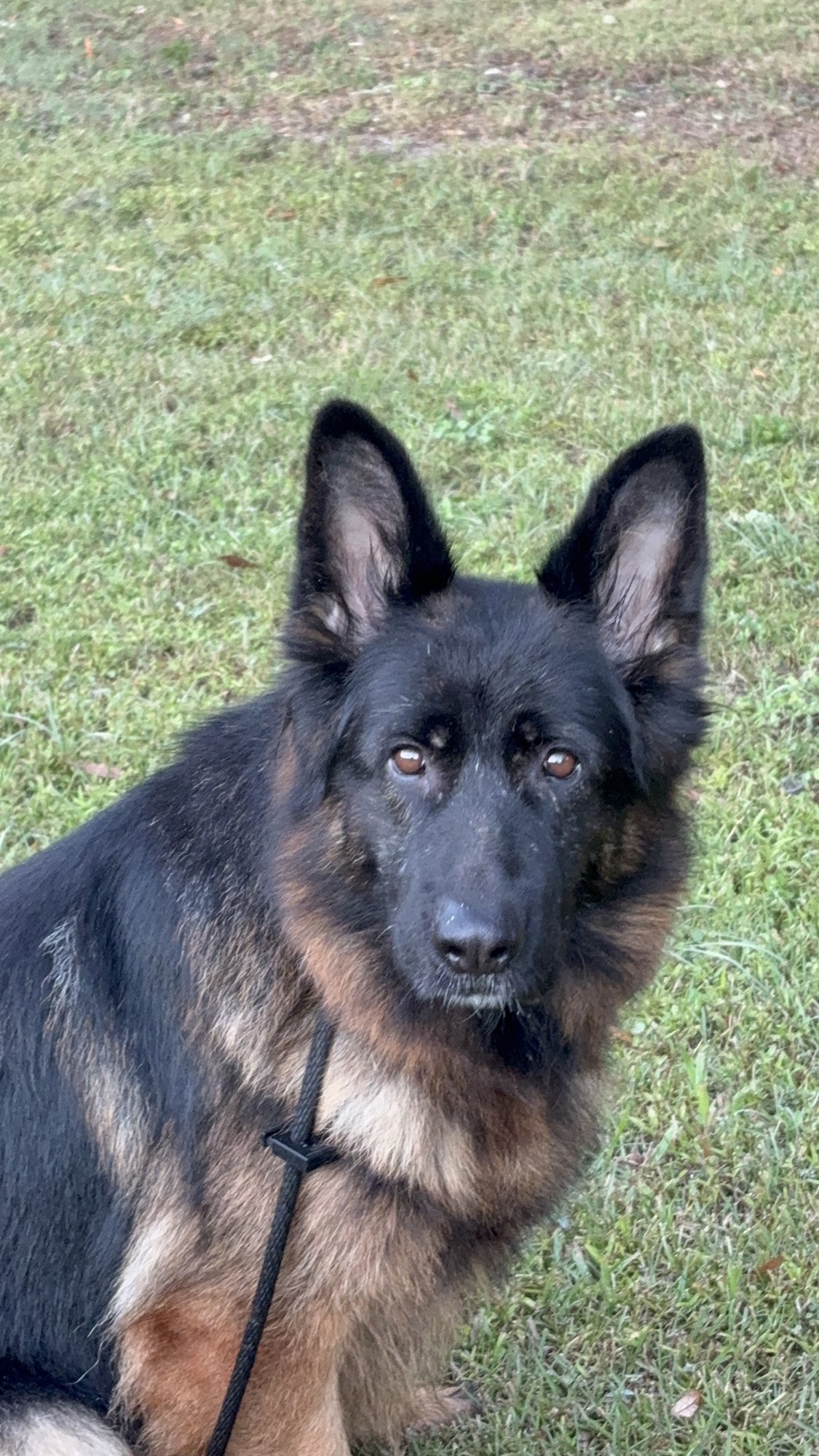 Southernwind Kennels Brooksville