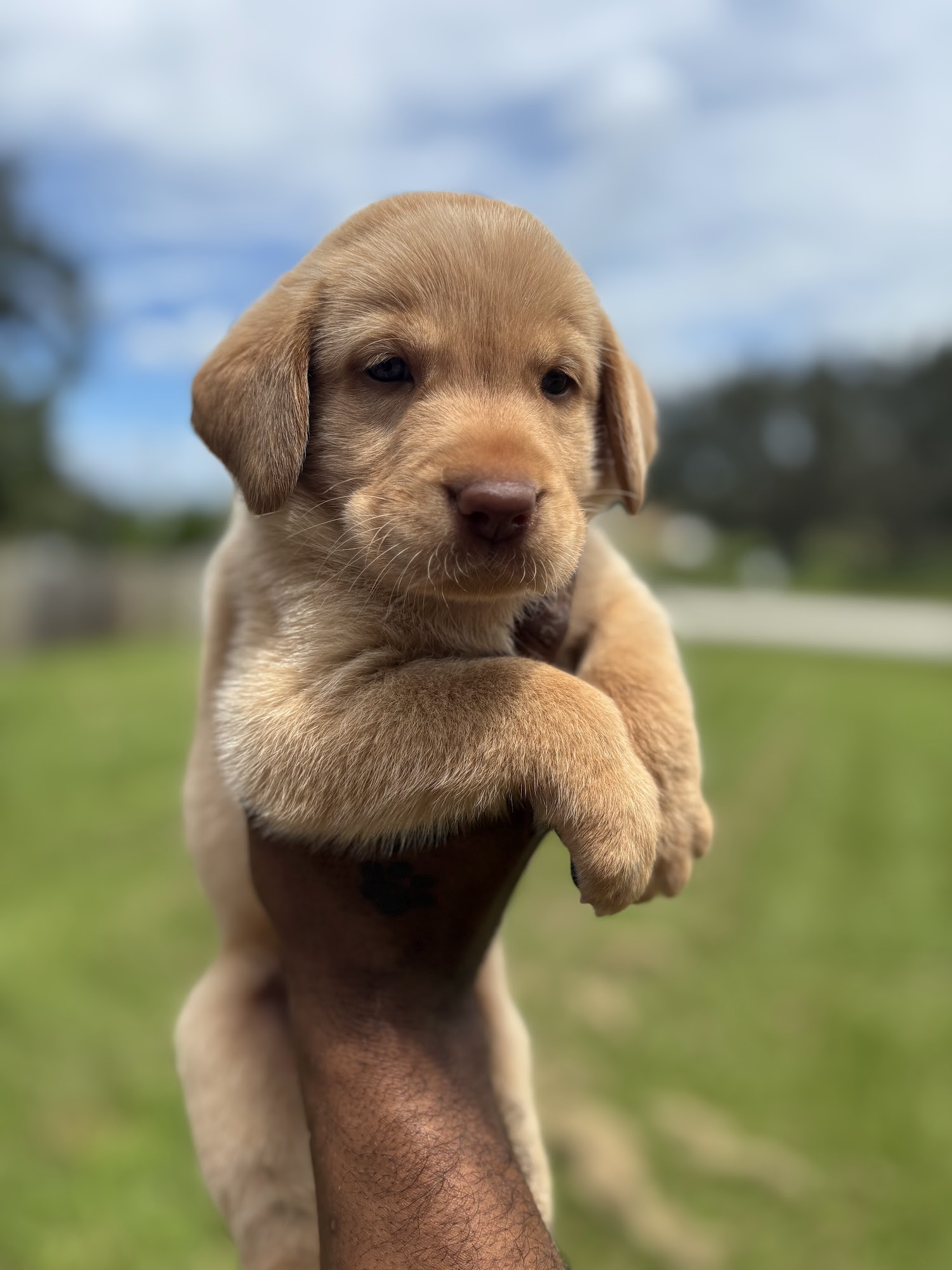 The Loyal Paws Brooksville