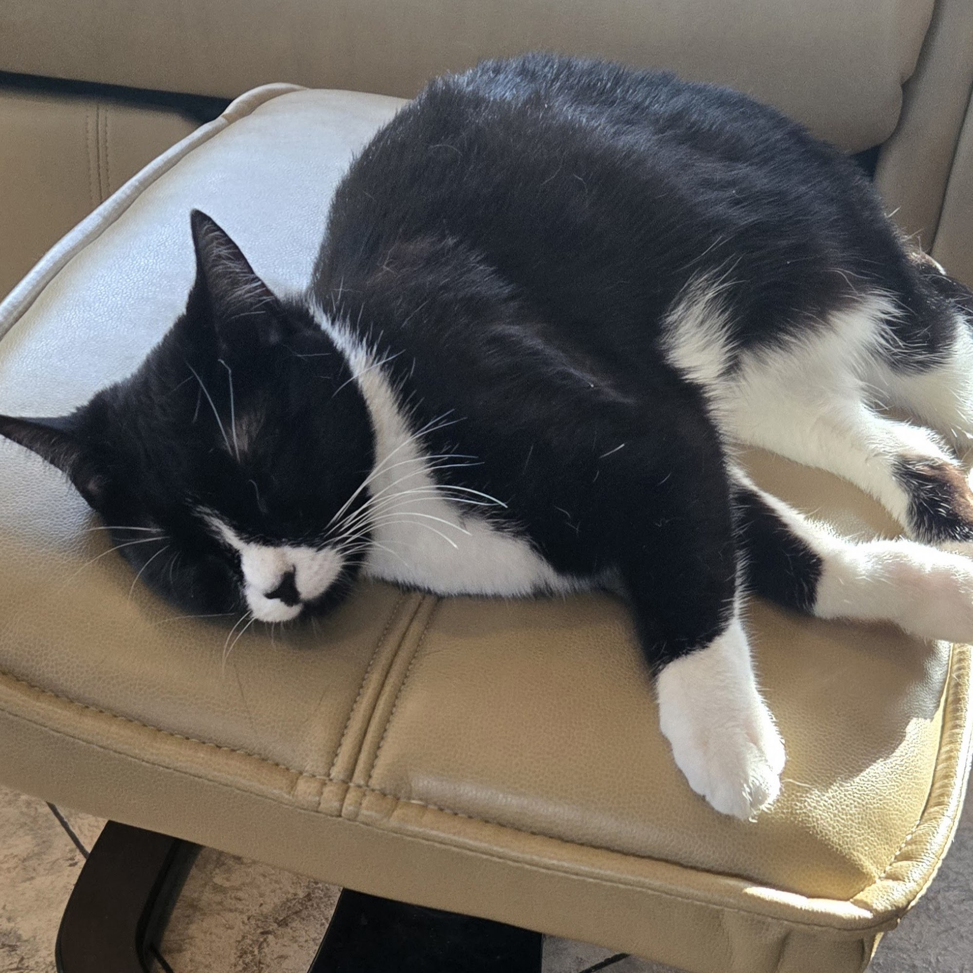 Wholistic Veterinary Care Brooksville