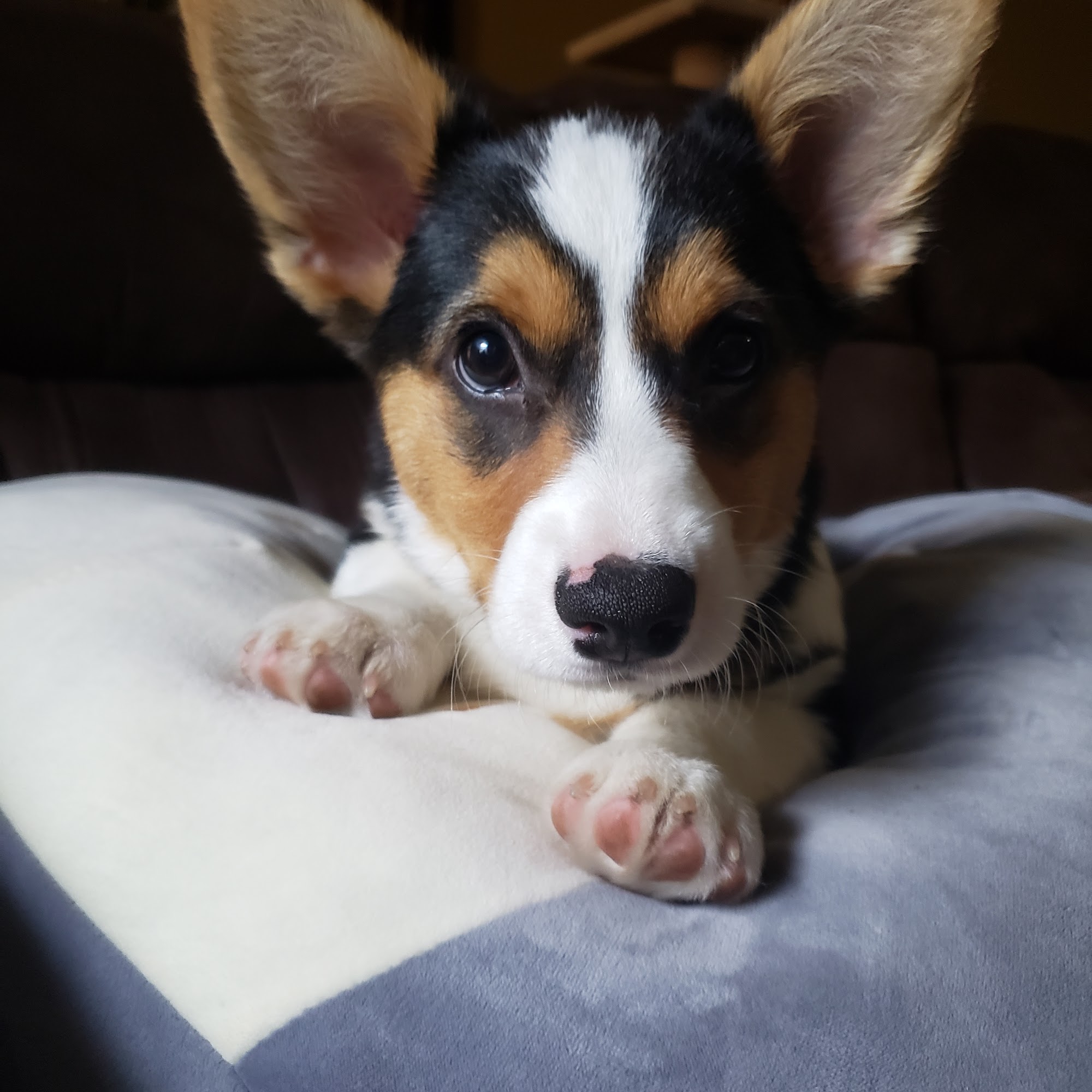 Four Paws Dog Day Camp-Kennel Brooksville