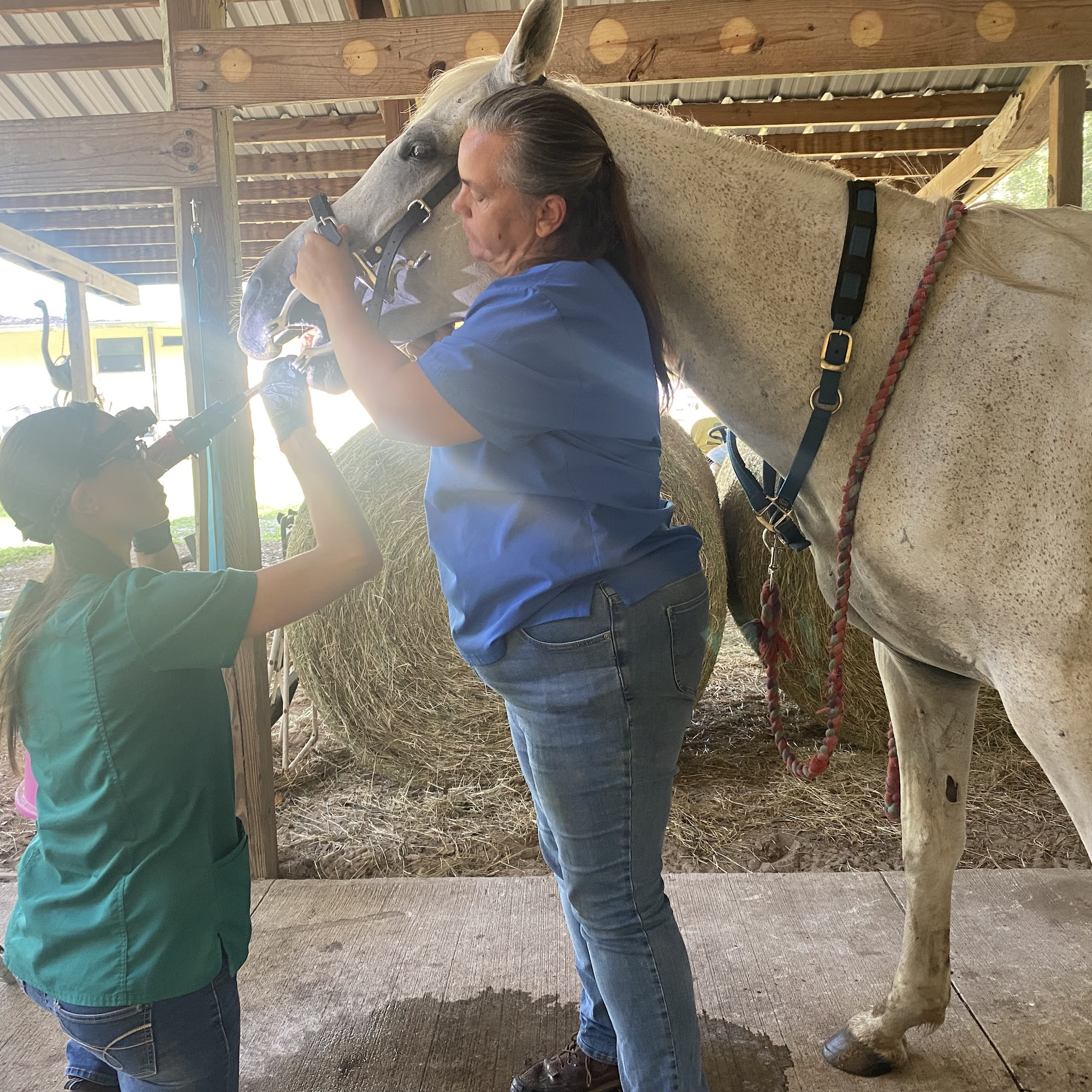 Davenport Douglas DVM