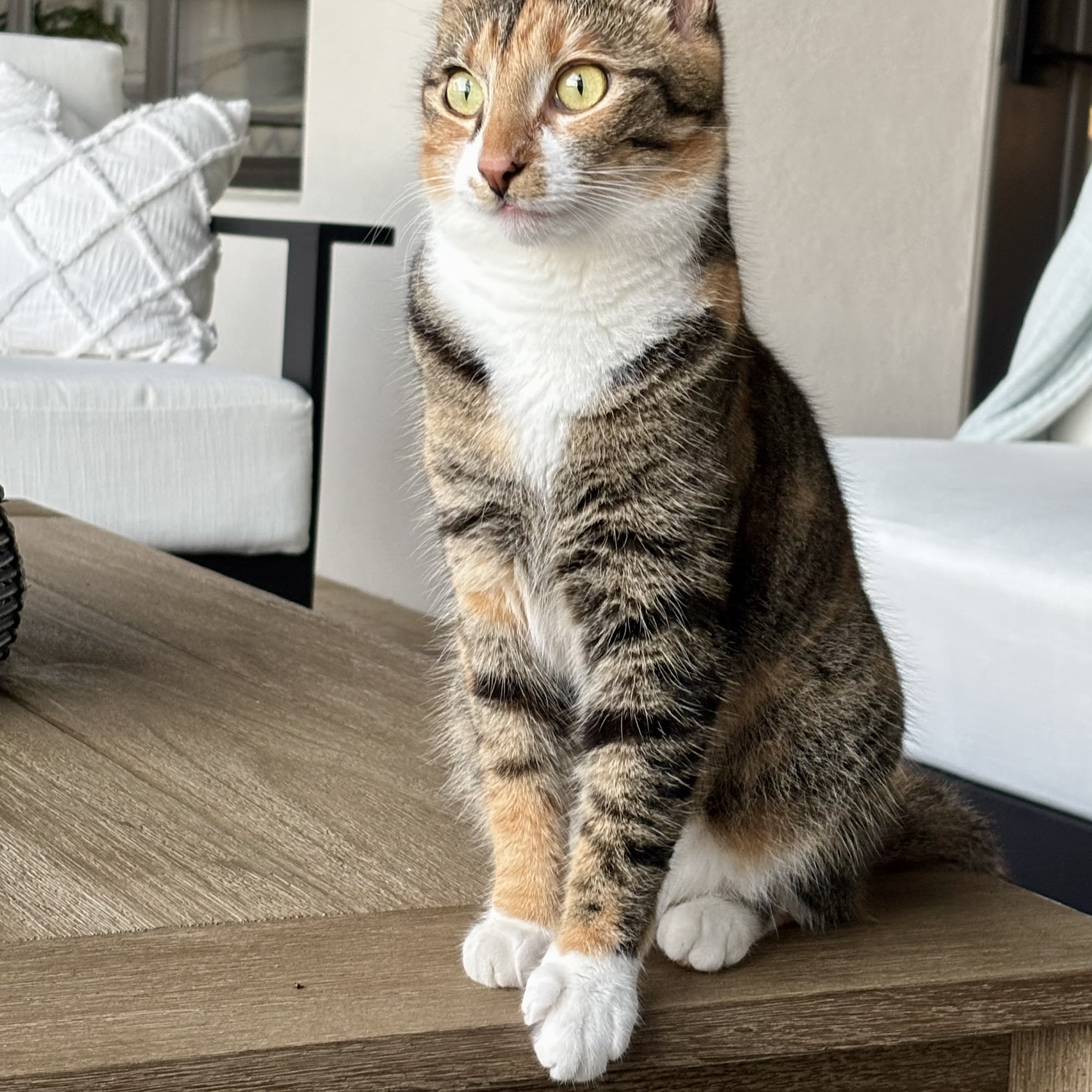 Shelton Veterinary Clinic Bunnell