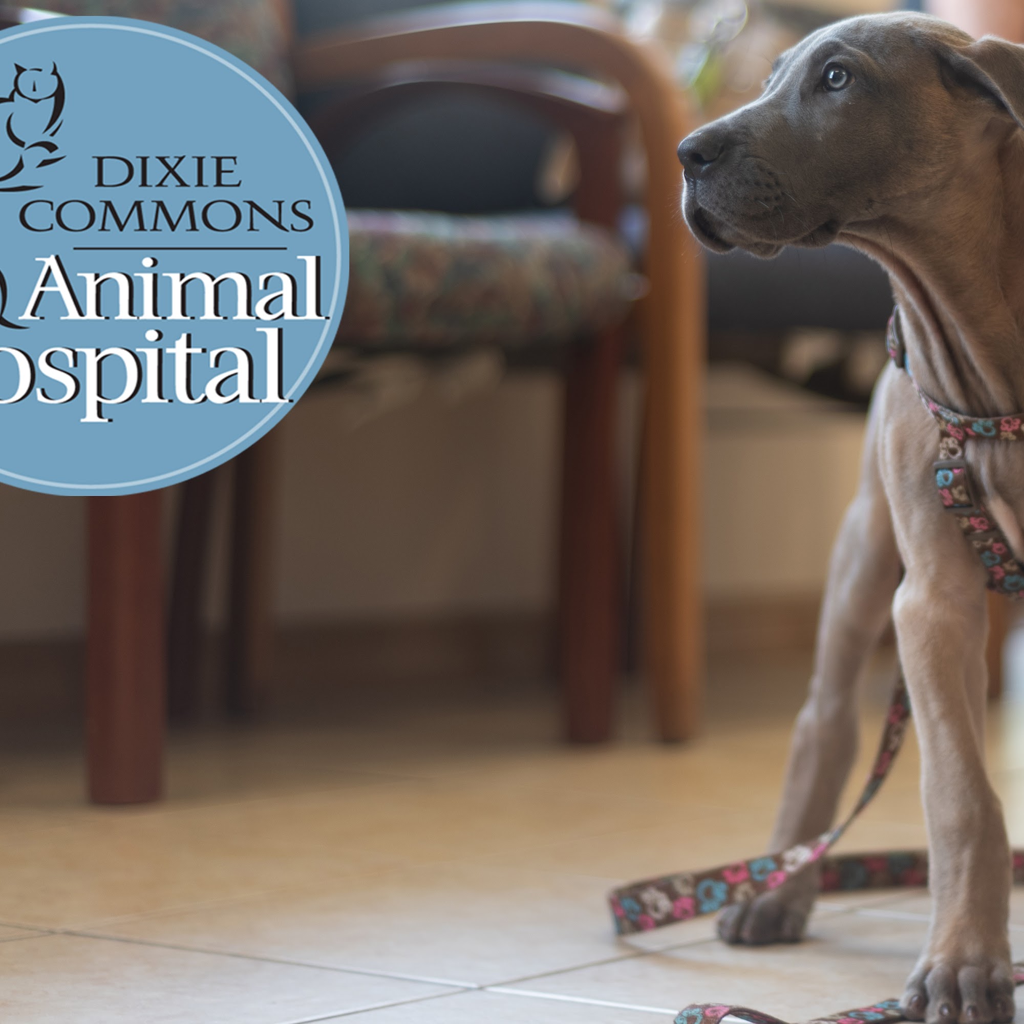 Dixie Commons Animal Hospital Bunnell