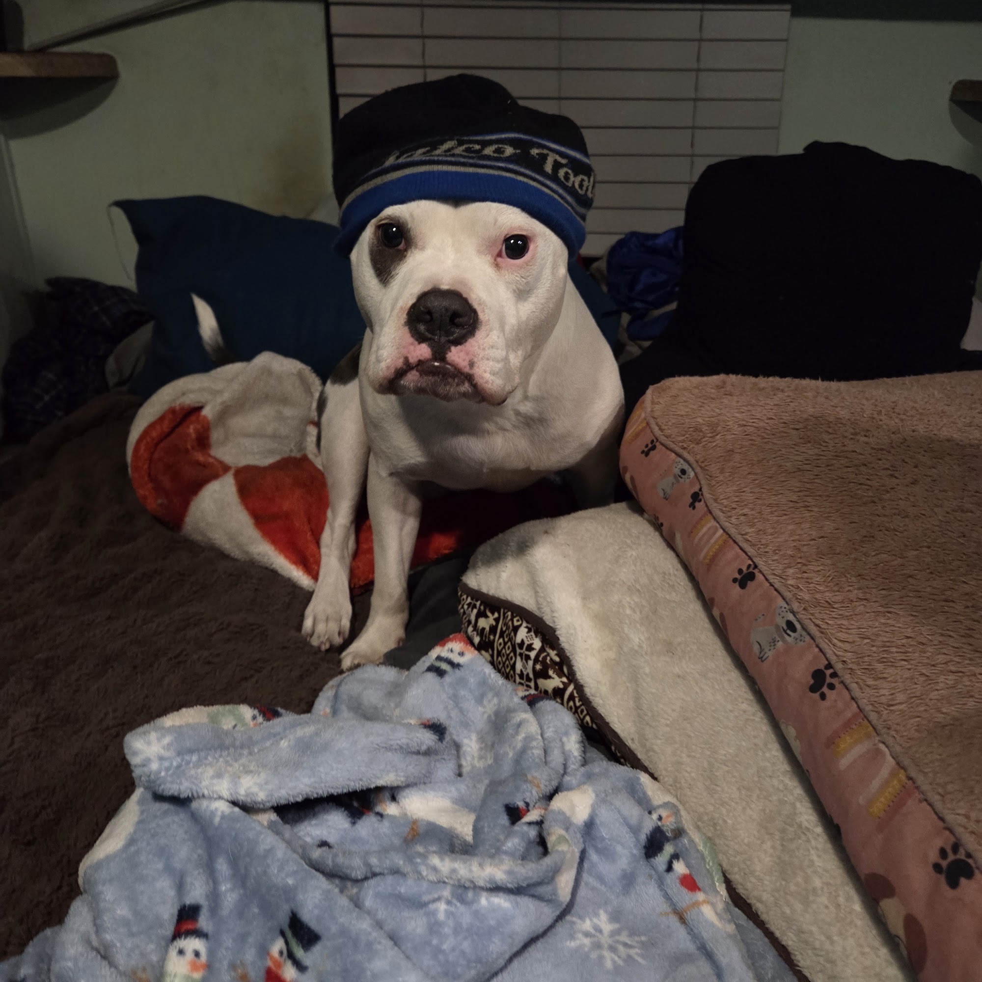 Bushnell Animal Clinic Bushnell