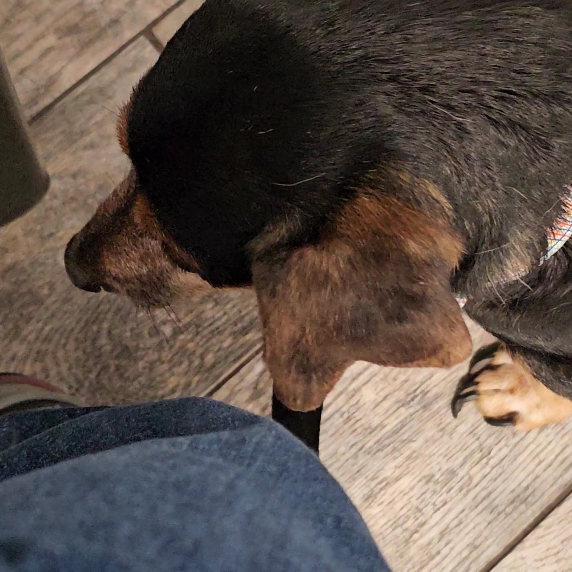 Full Circle Animal Hospital Callahan