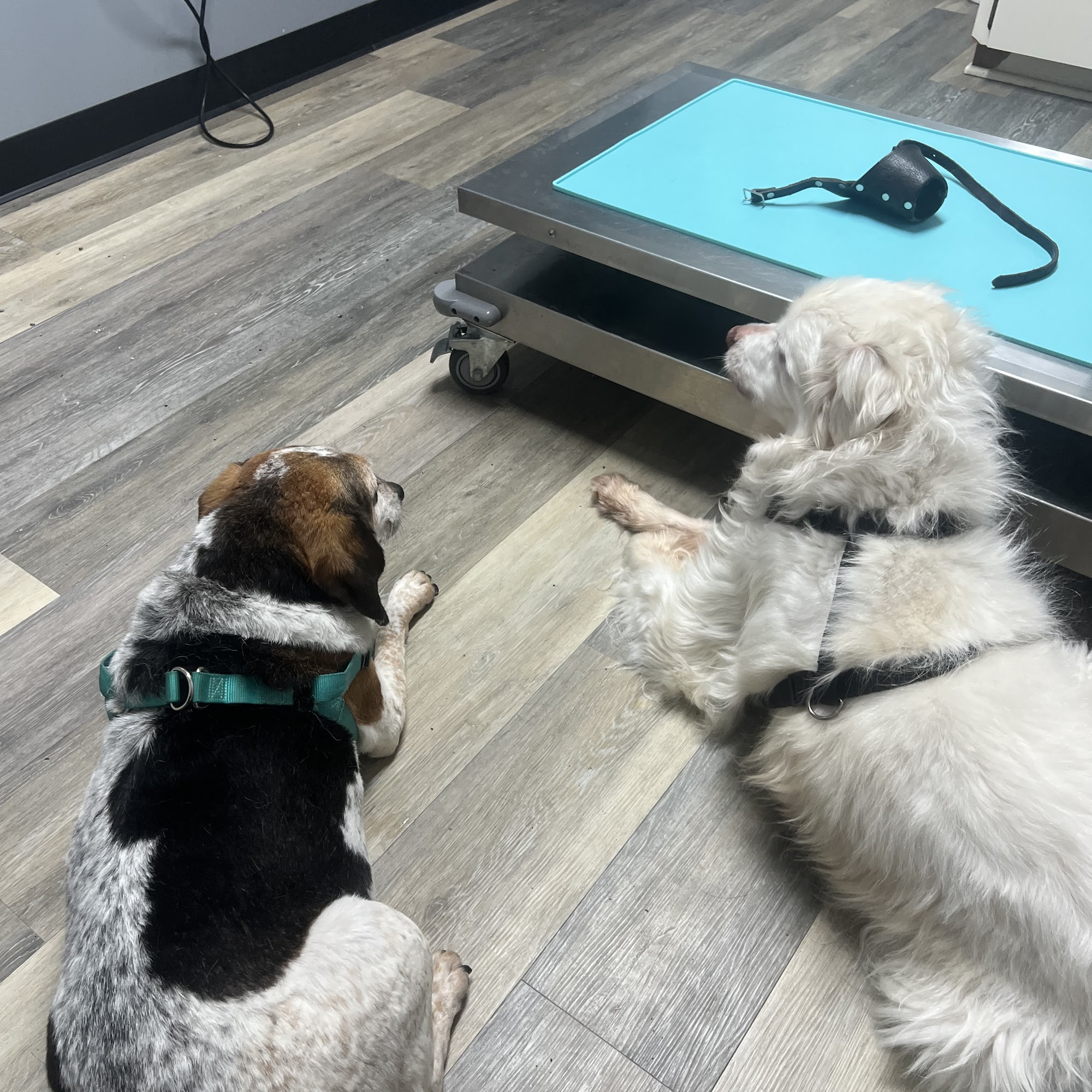 Animal Clinic of Nassau County Callahan