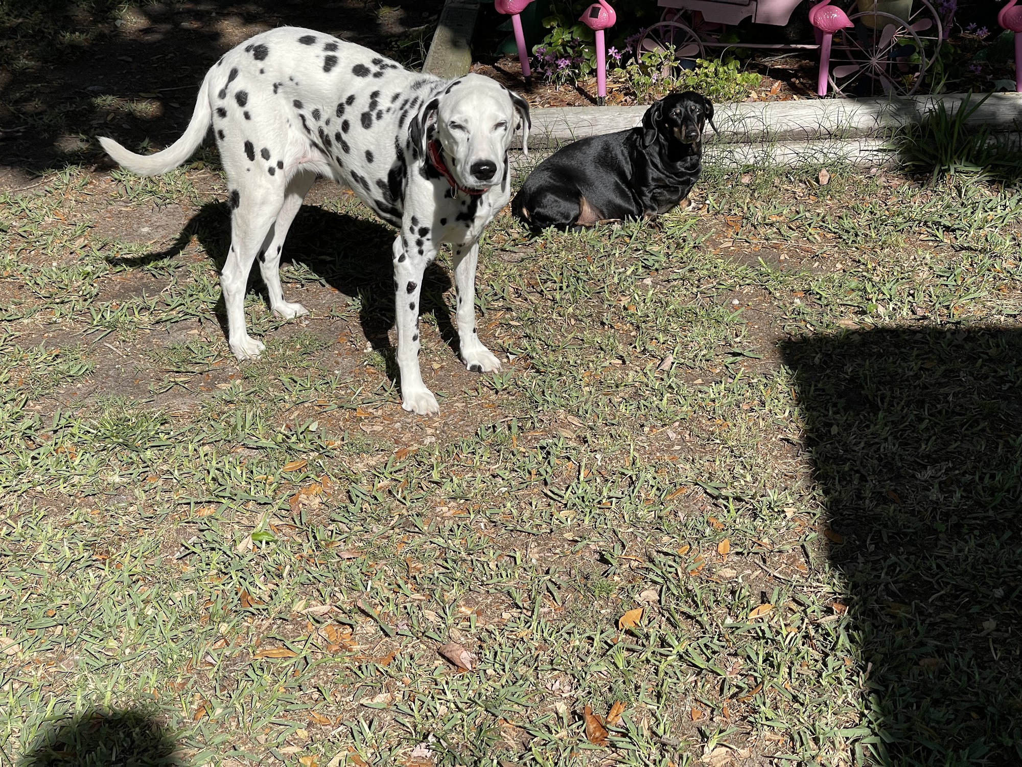 Animal Clinic of Nassau County Callahan