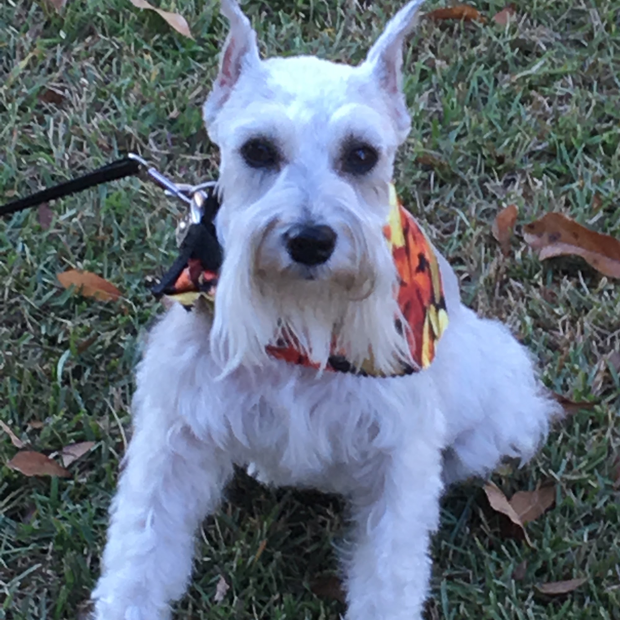 Blue Poodle Pet Salon Cantonment