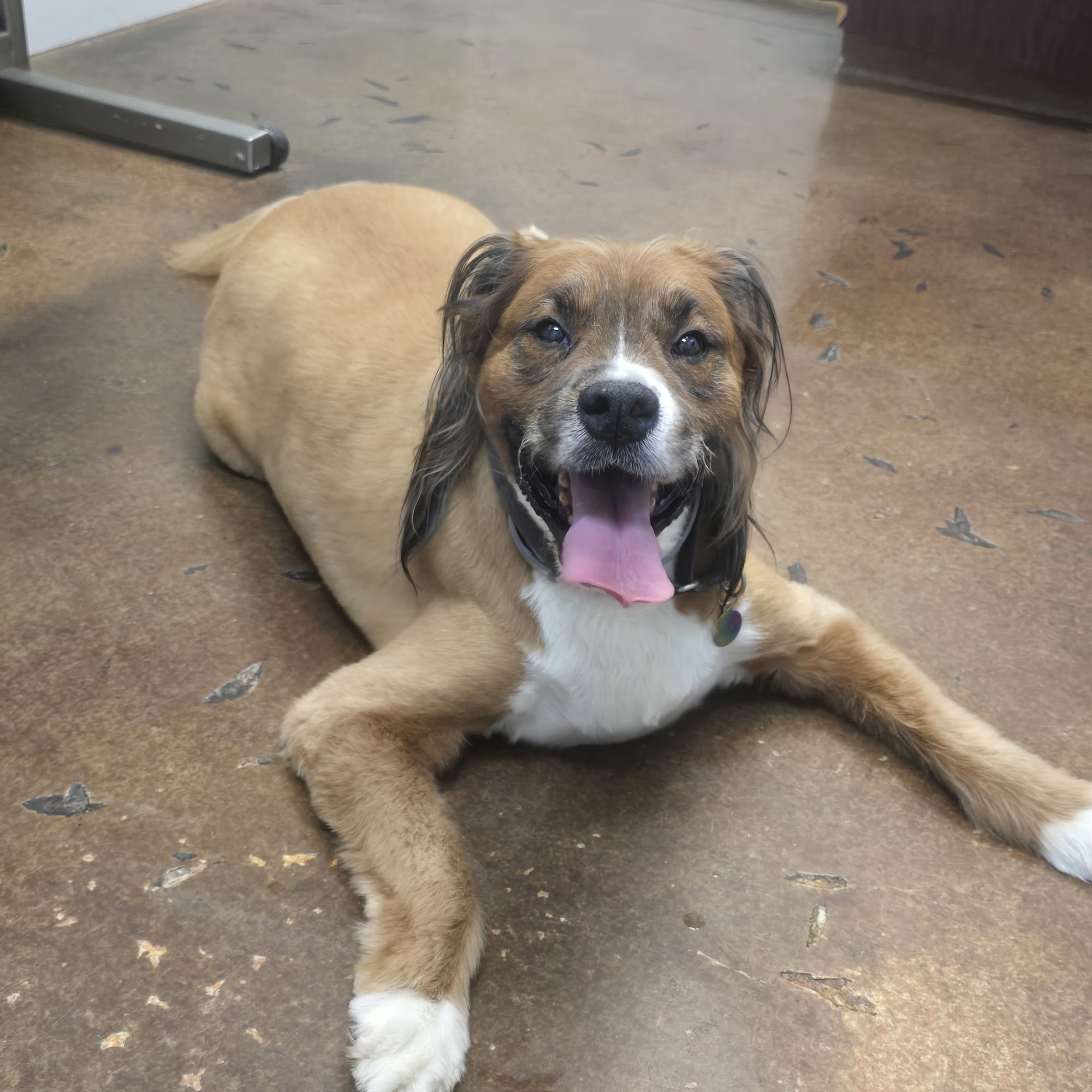 Ocean Animal Hospital Cape Canaveral