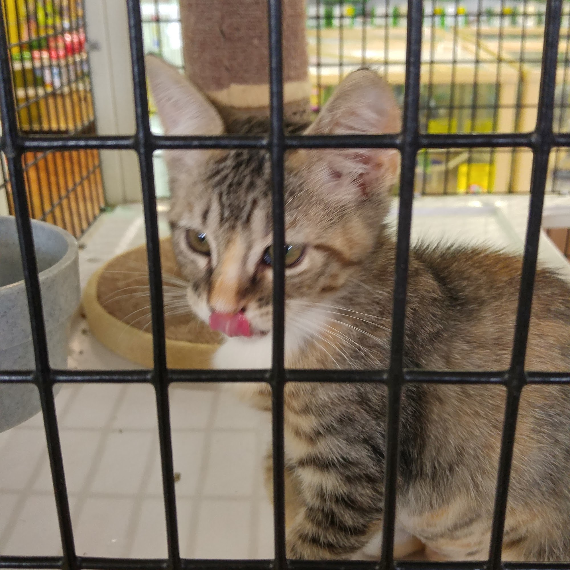 Pet Supermarket Cape Coral