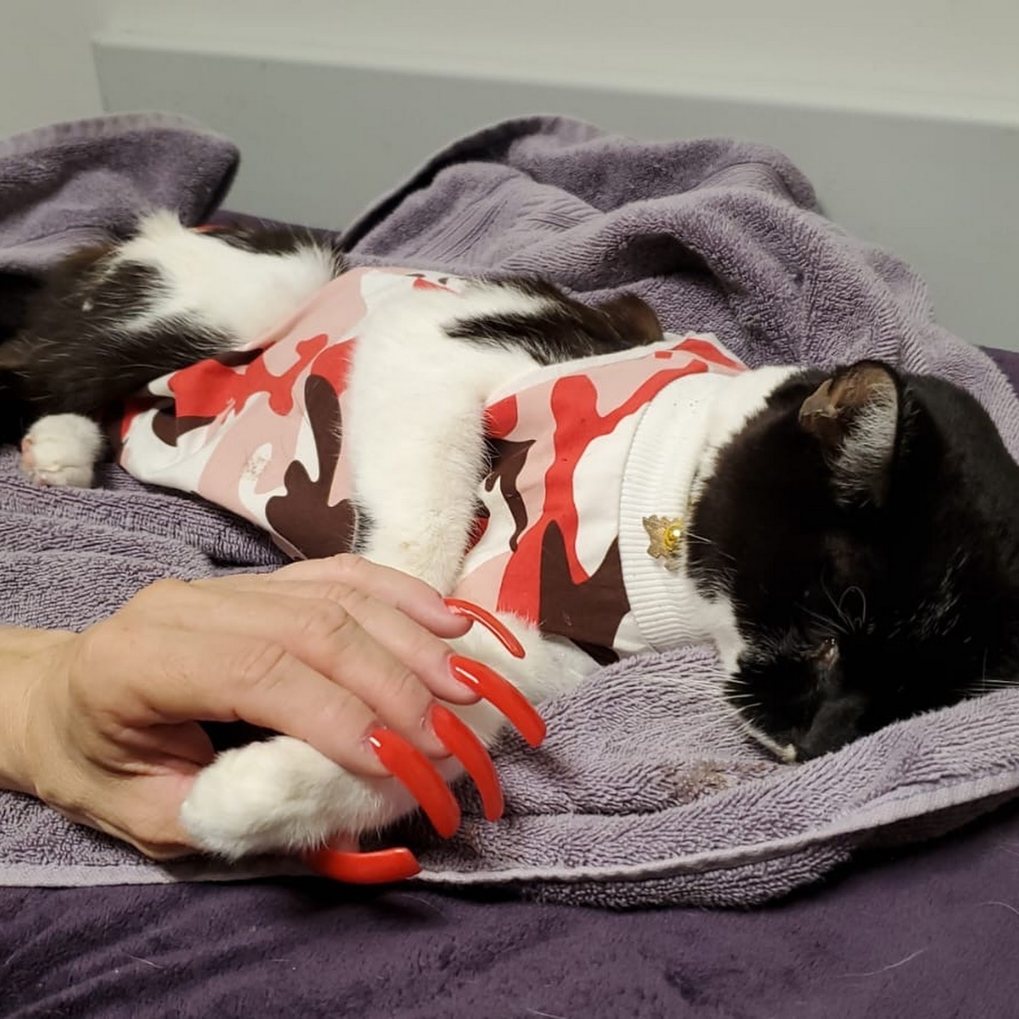 Viscaya Prado Veterinary Hospital Cape Coral