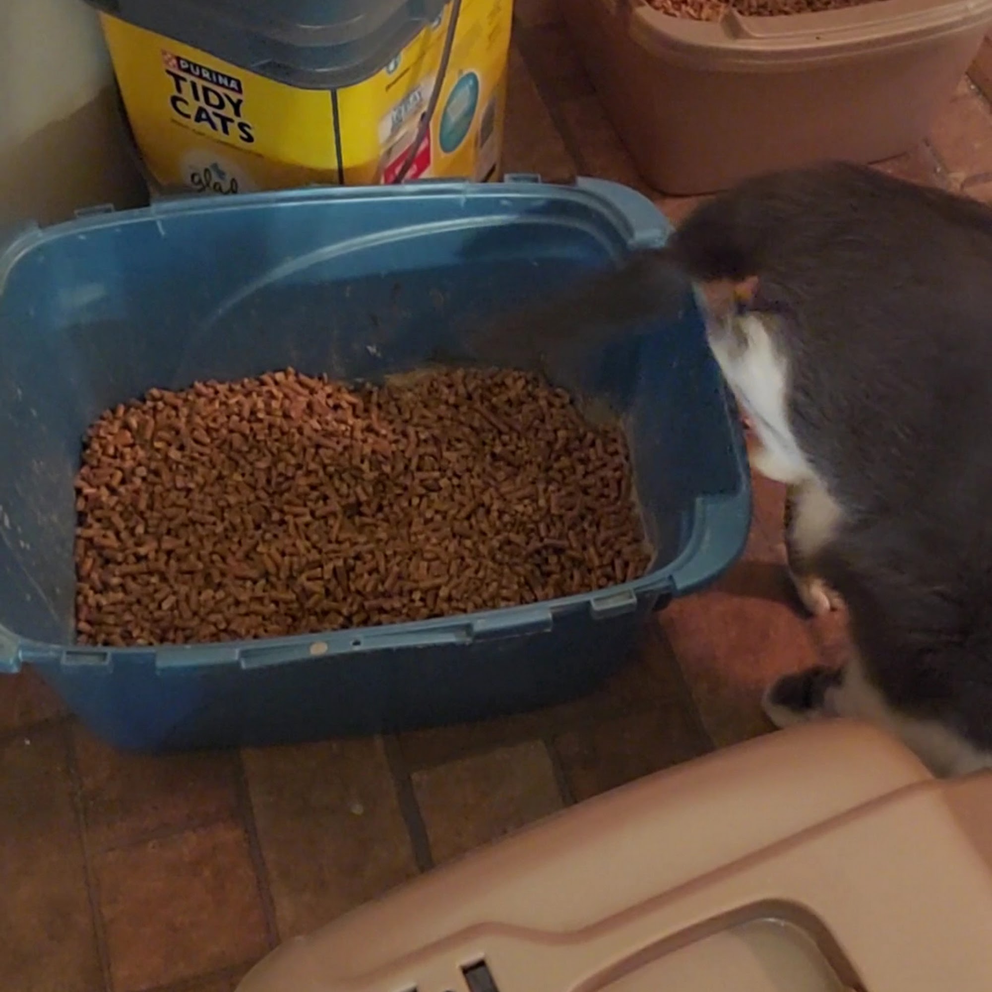 Islandside Animal Hospital Cape Coral