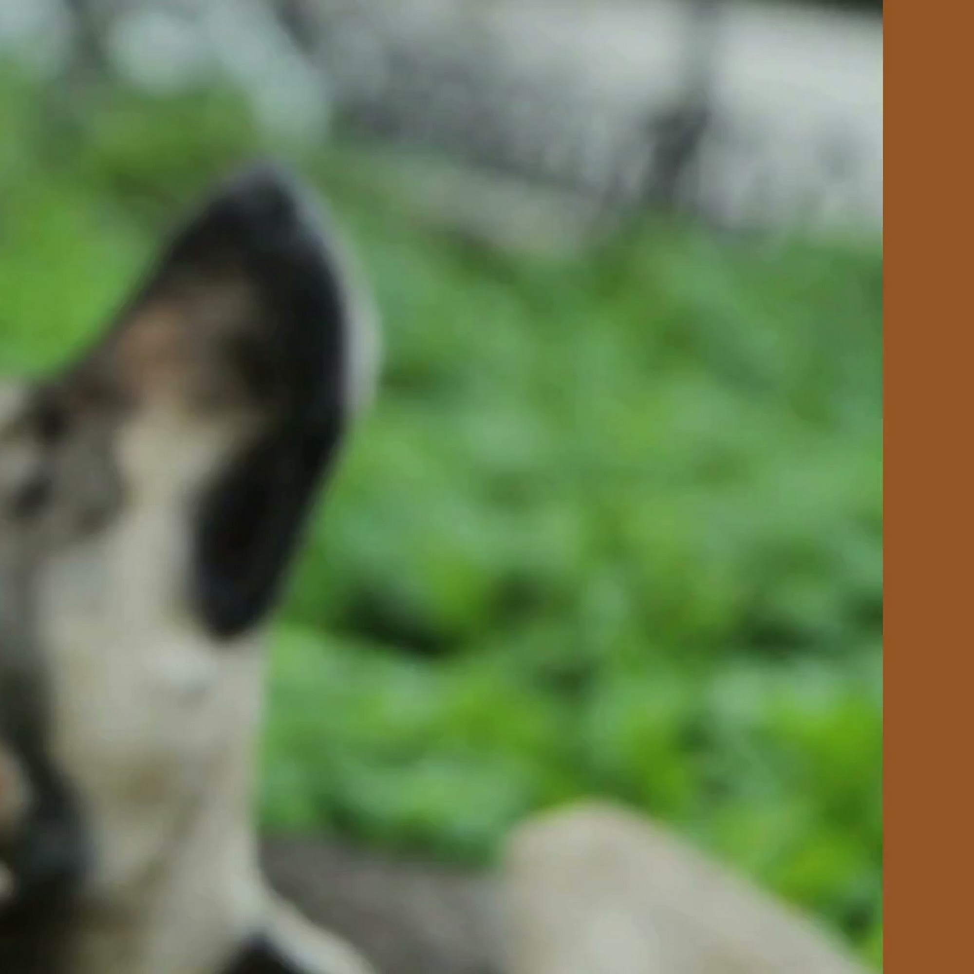 Dog Days - Cape Coral Dog Groomers LLC Cape Coral