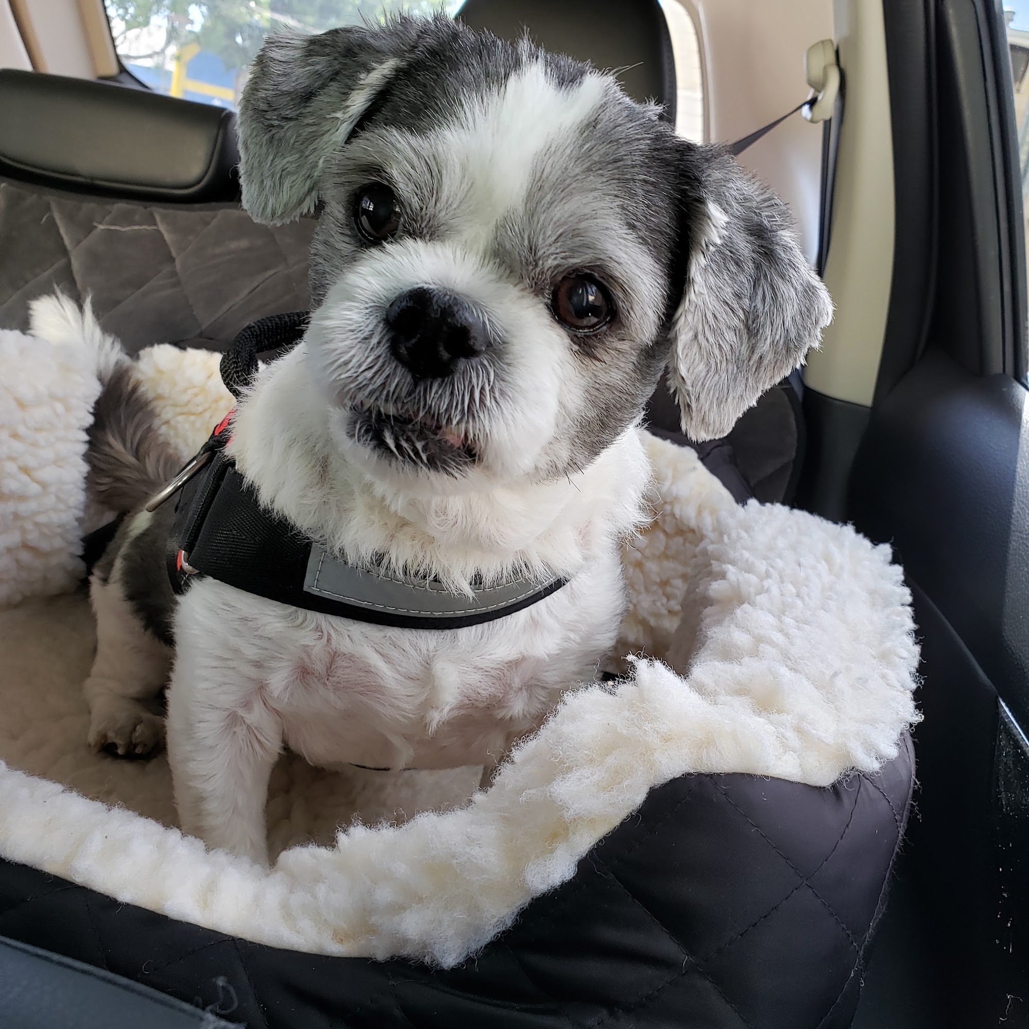 Wishbone Pet Services Cape Coral