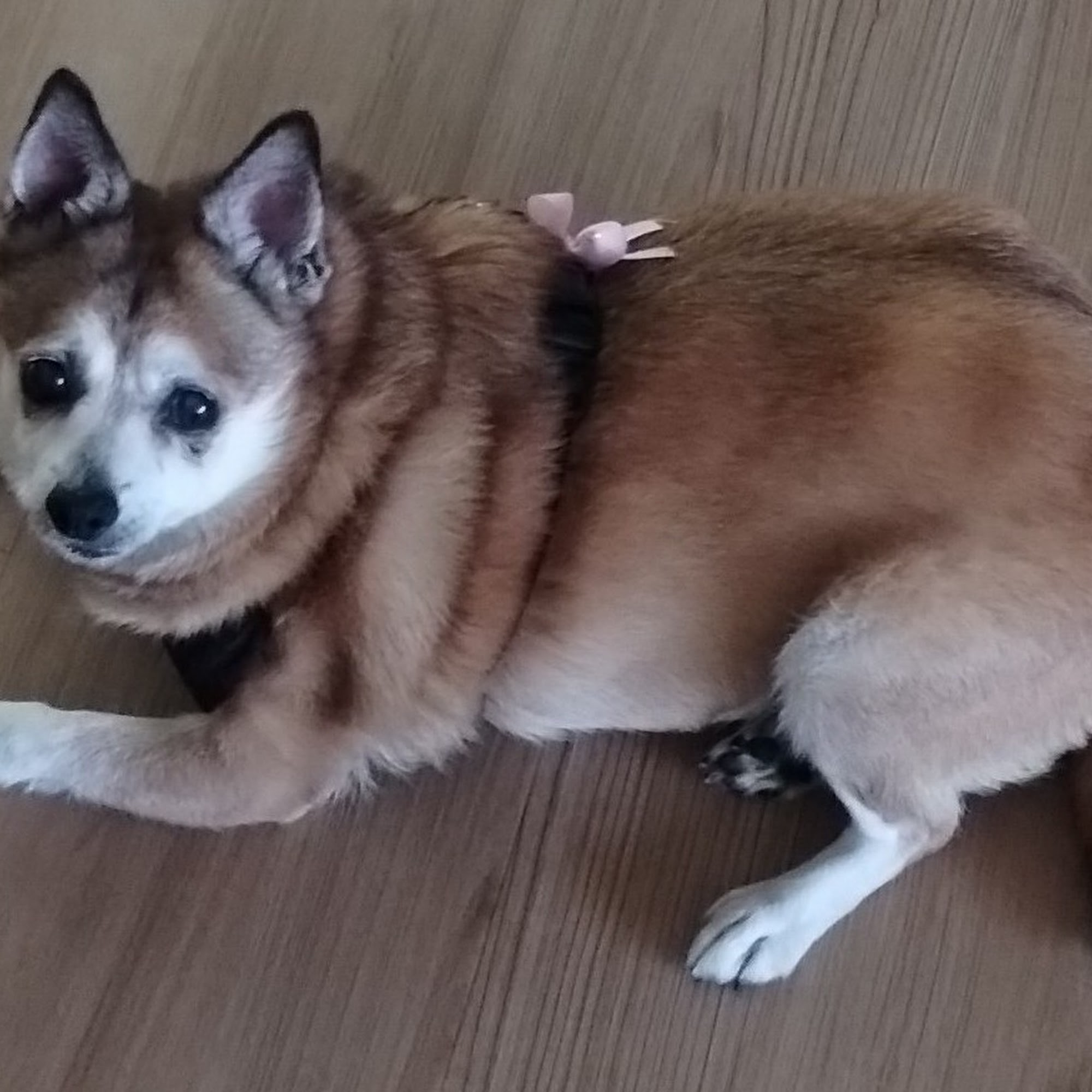 A Pooch's Paradise Pet Grooming Cape Coral