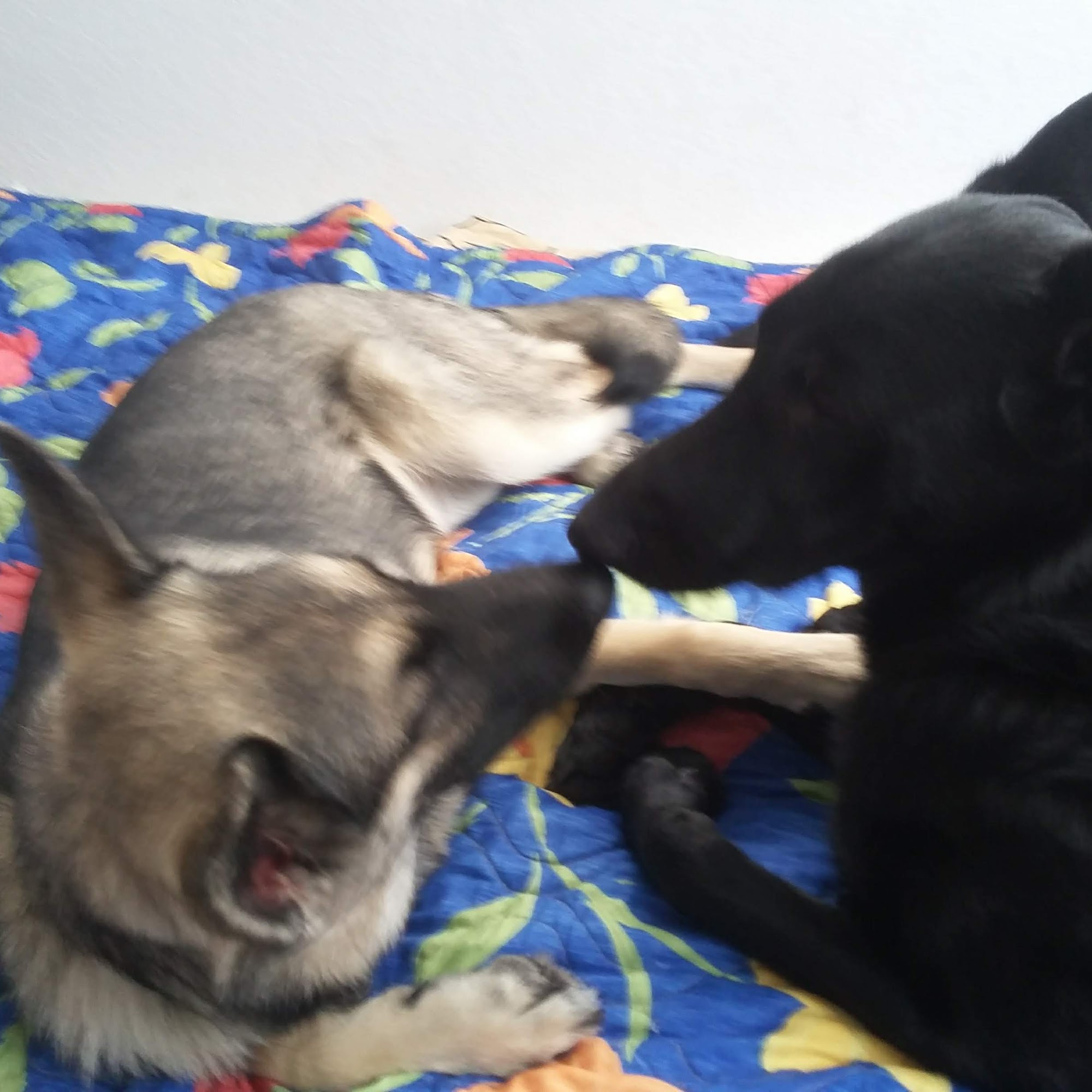 Dr. William K. Kroll, DVM Cape Coral