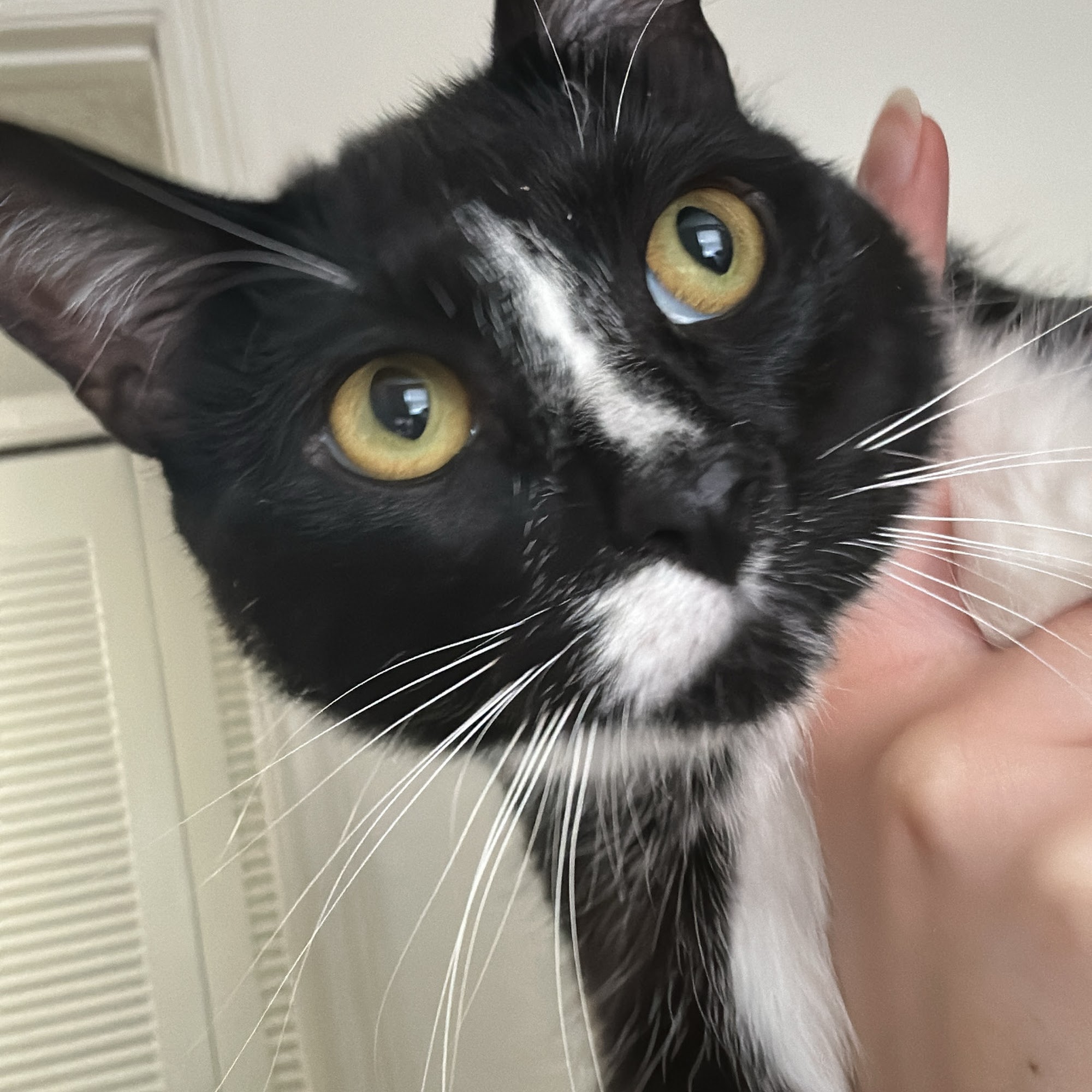 Waggin Tails Pet Care Animal Clinic. Cape Coral