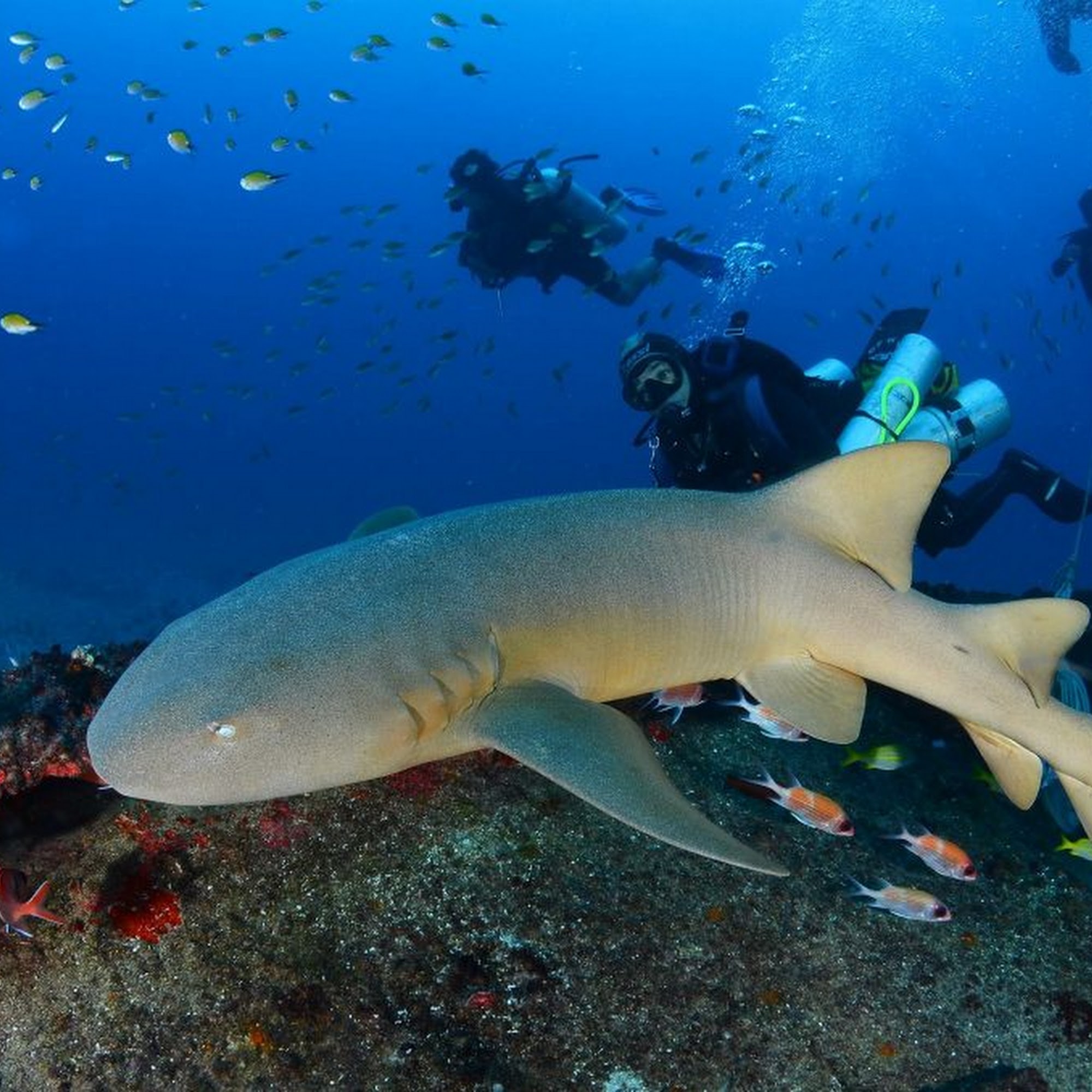 Isla divers Casselberry