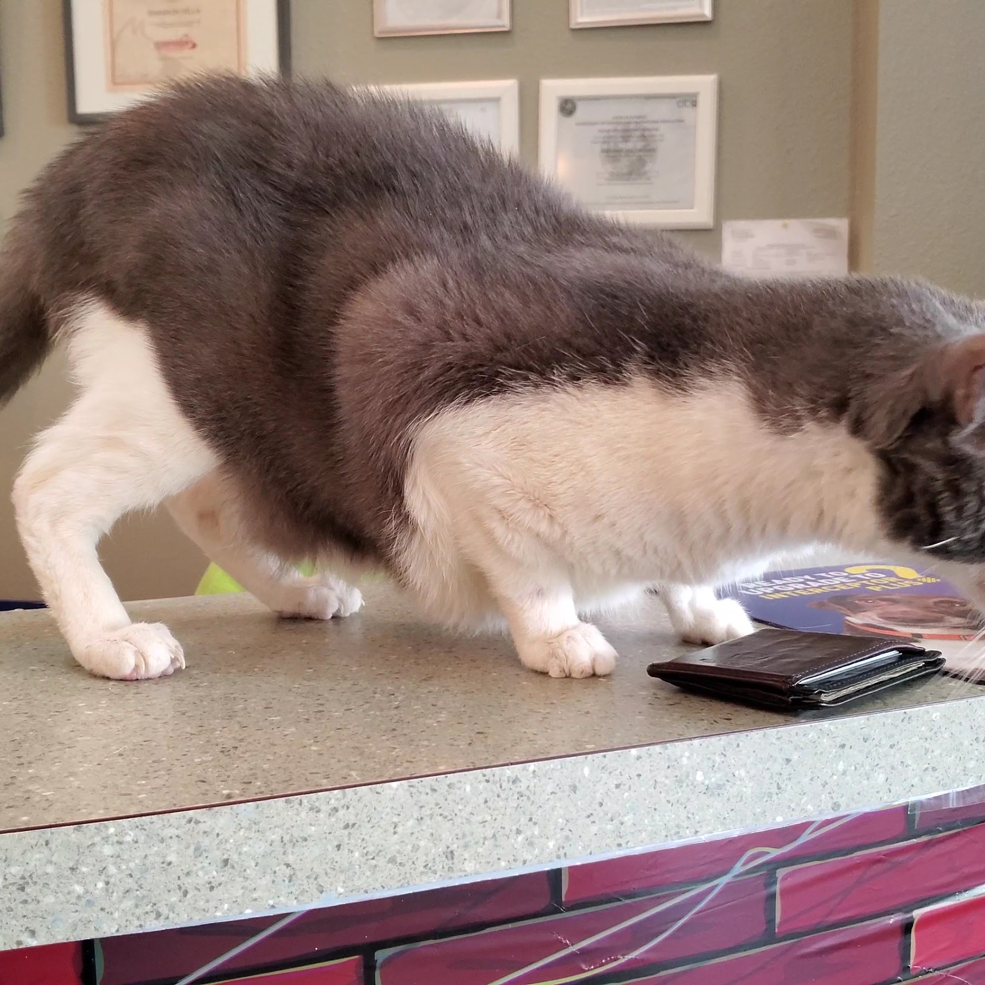 Veterinary Hospital of Celebration Celebration