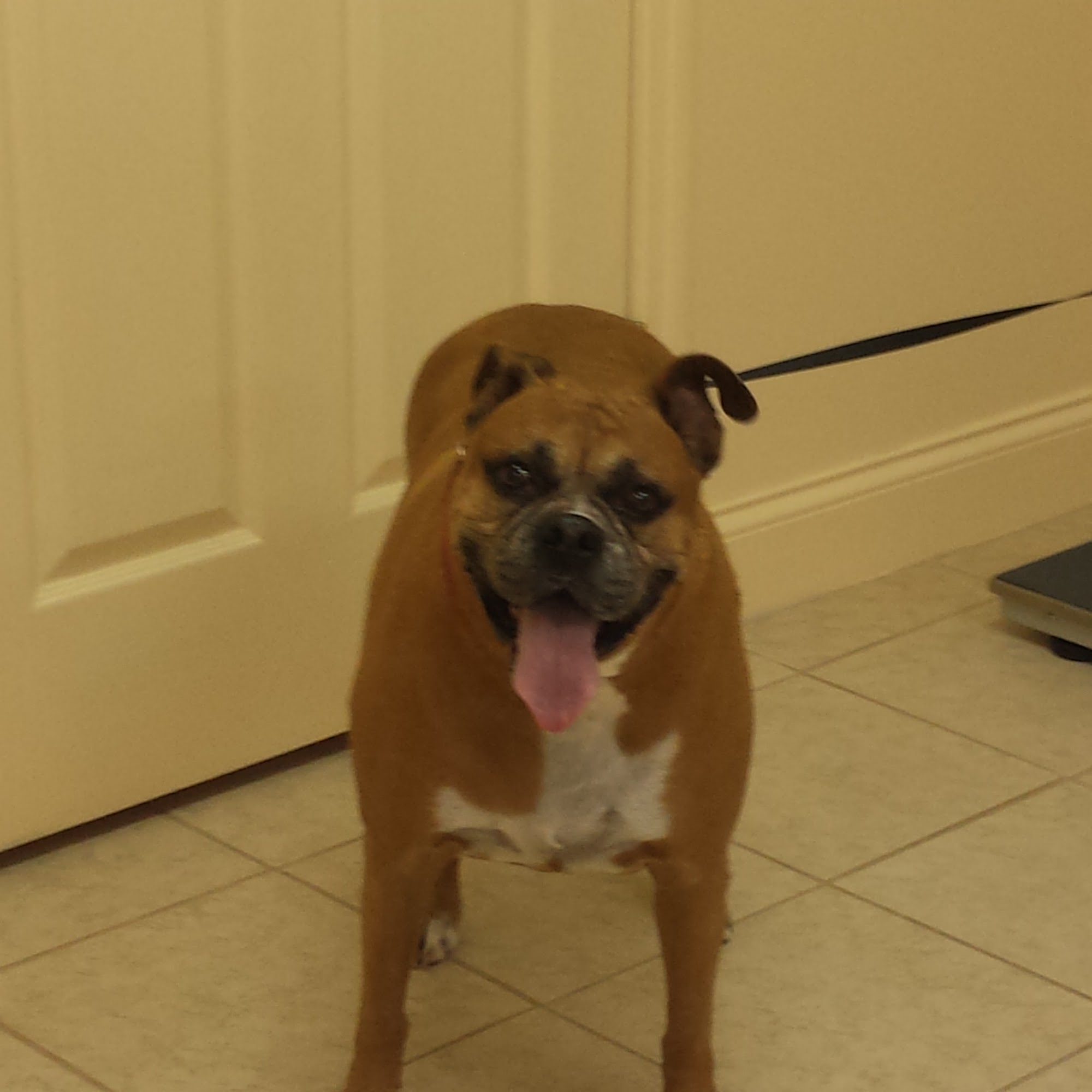 Pet Vet Clinic Chiefland