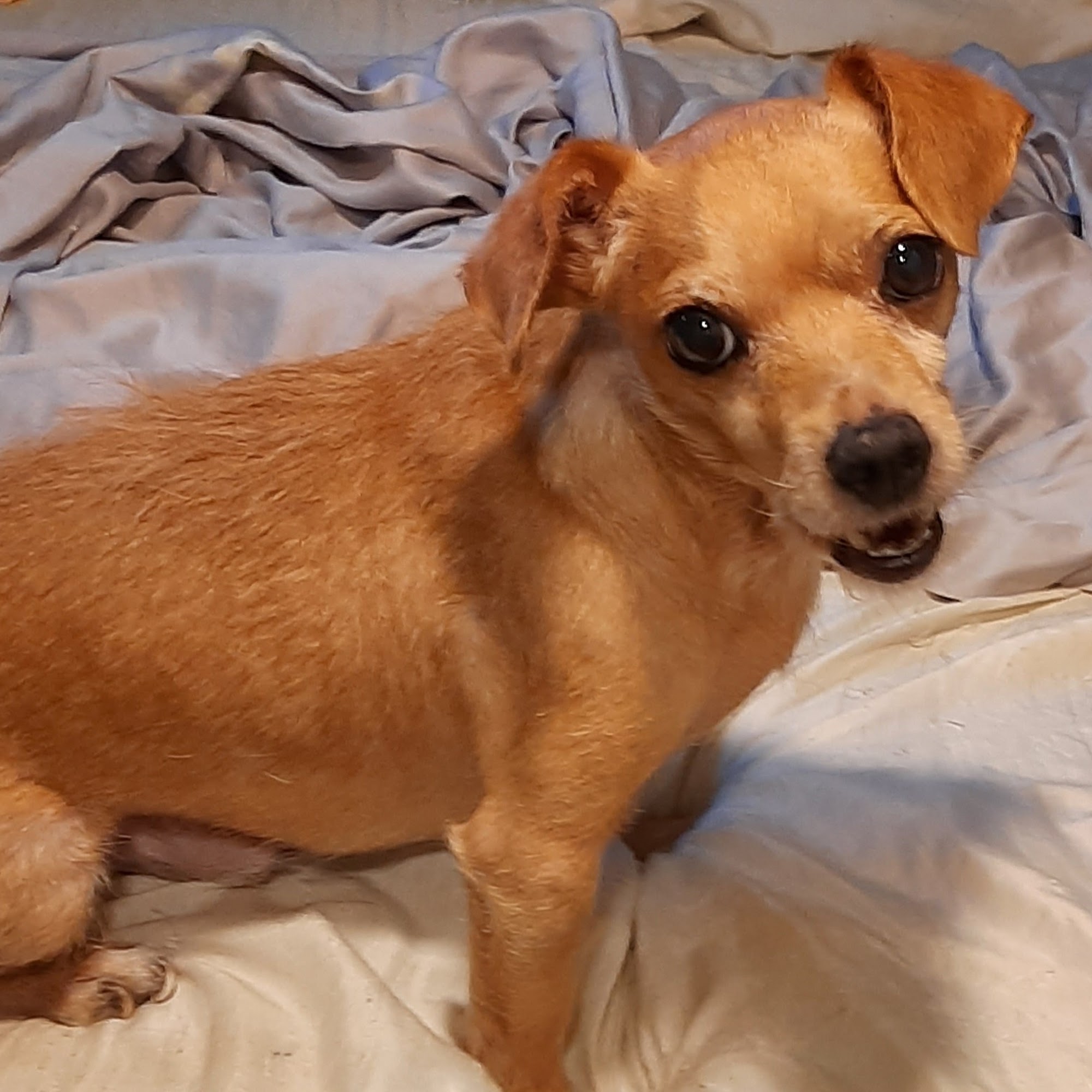 Kathy Bowker, DVM Chiefland