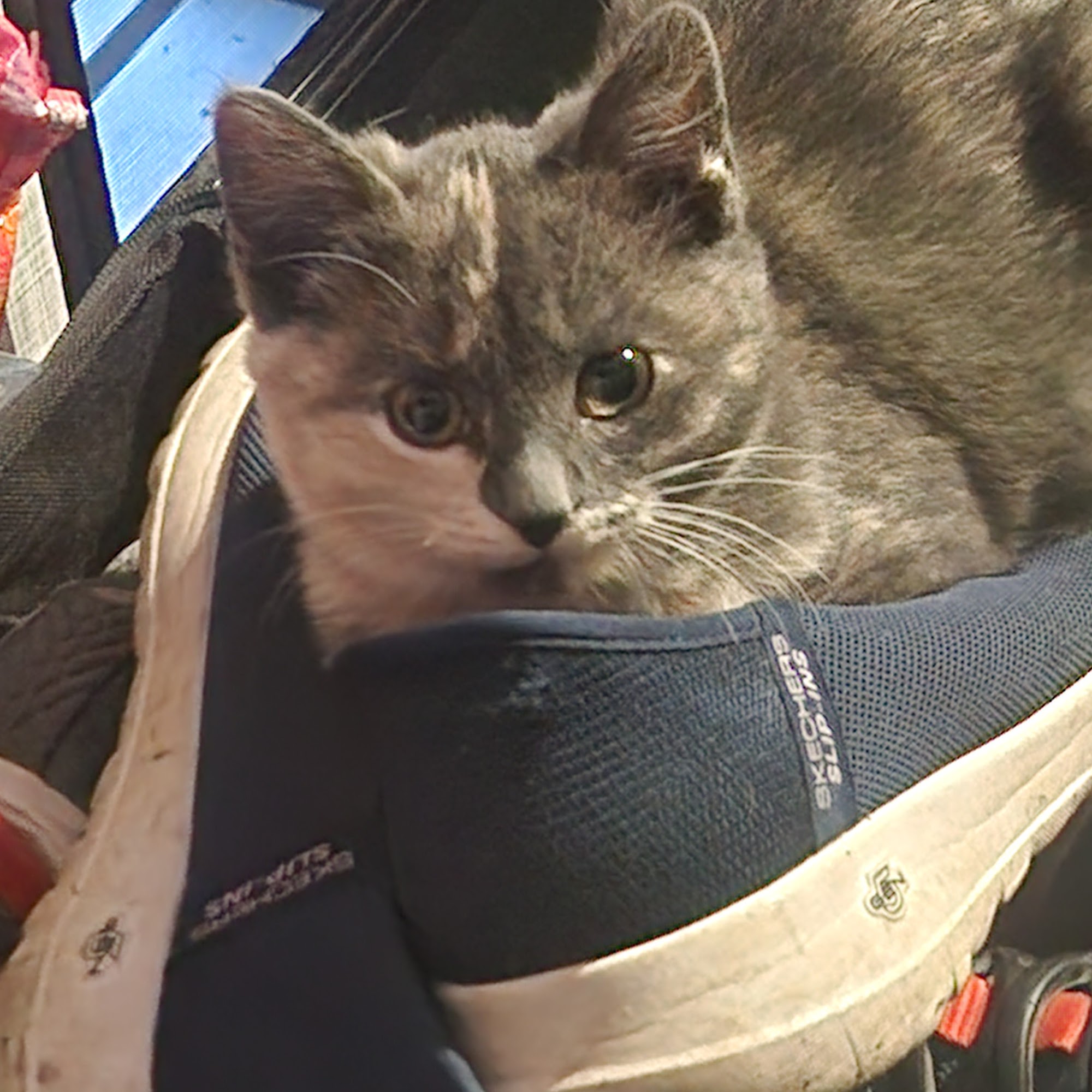 Chiefland Animal Hospital Chiefland