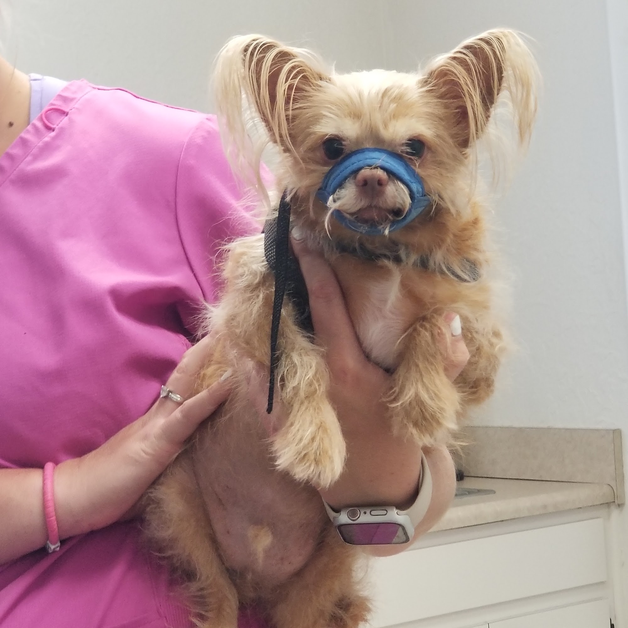 Chipley Animal Hospital Chipley