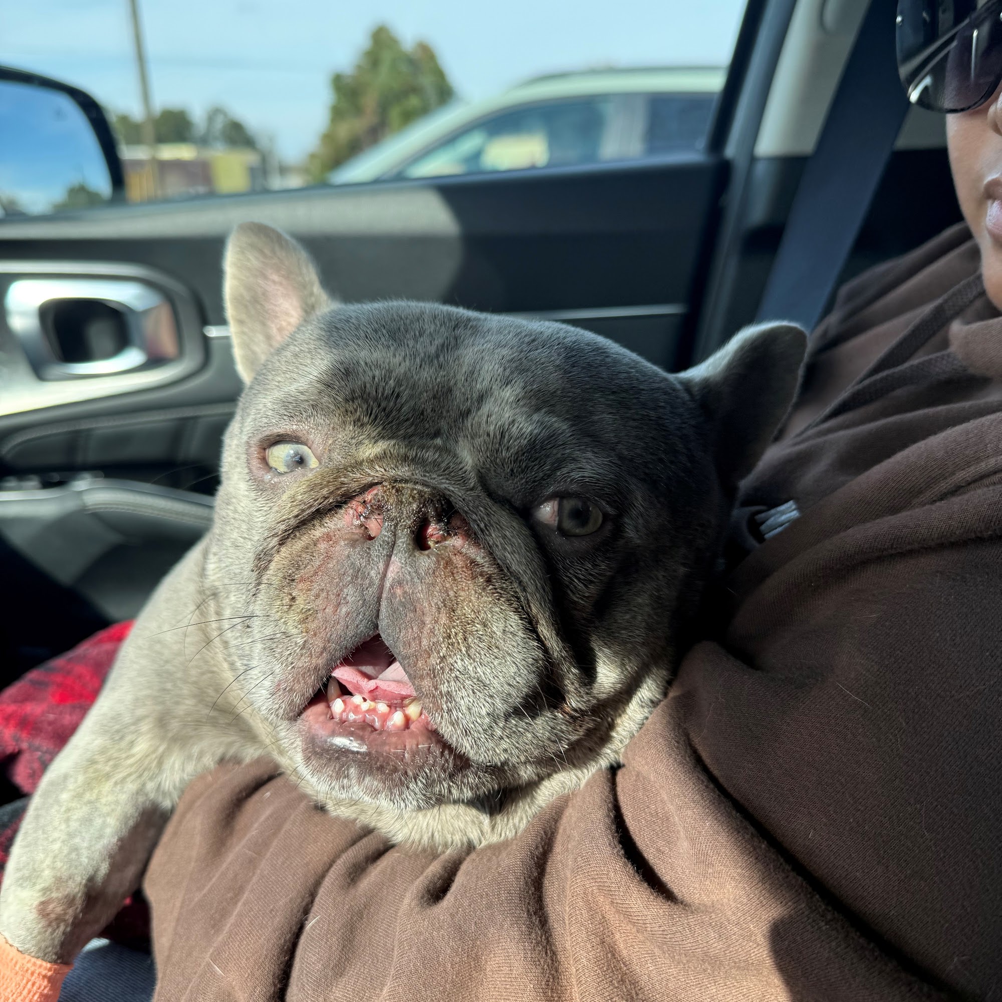 Panhandle Veterinary Services Chipley