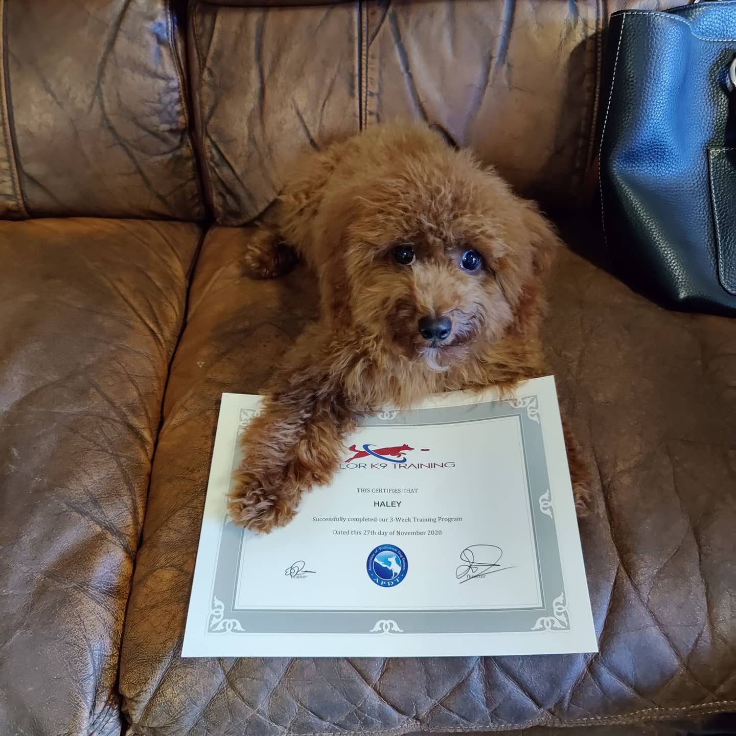 Valor K9 Training Chuluota