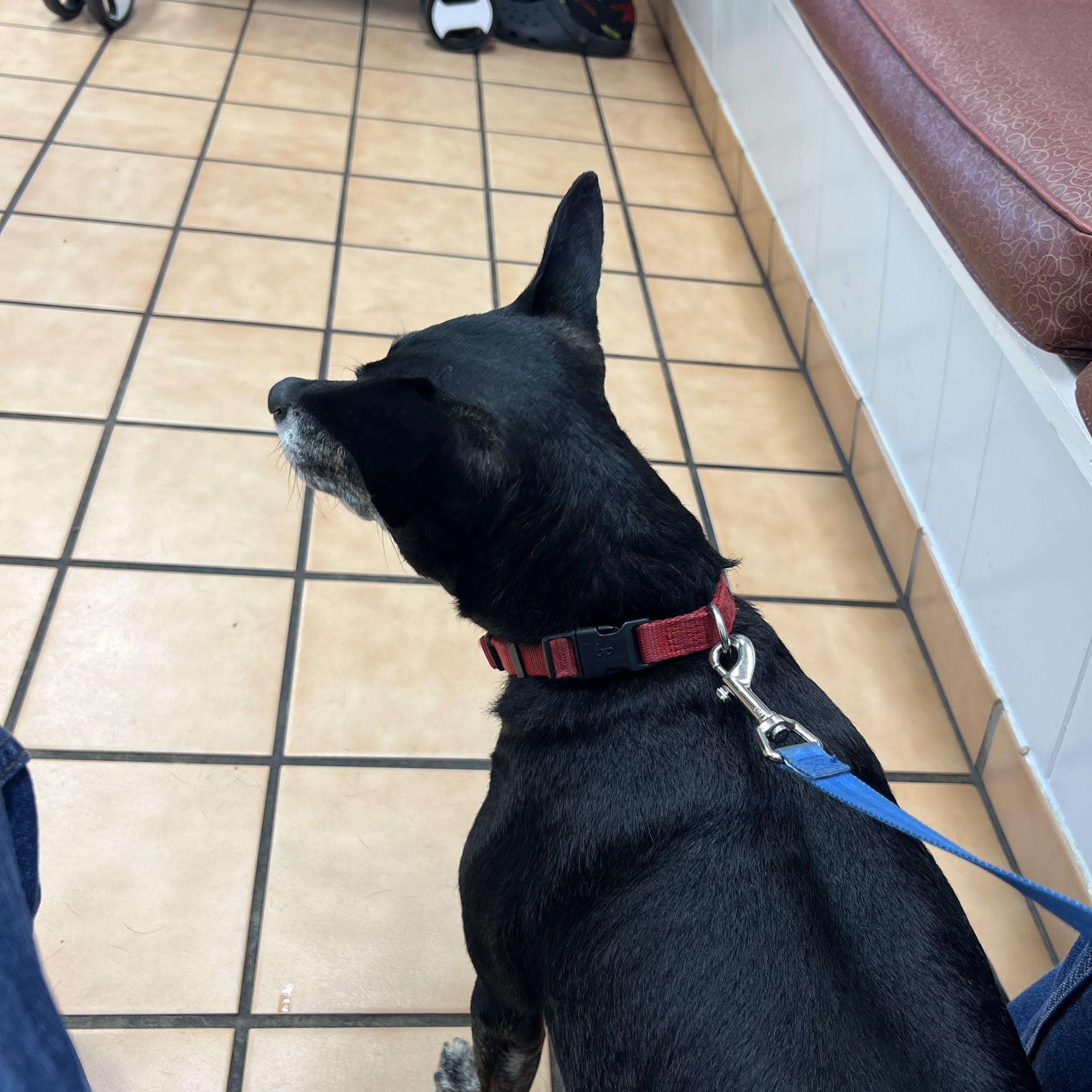 Animal Clinic of Citra Citra