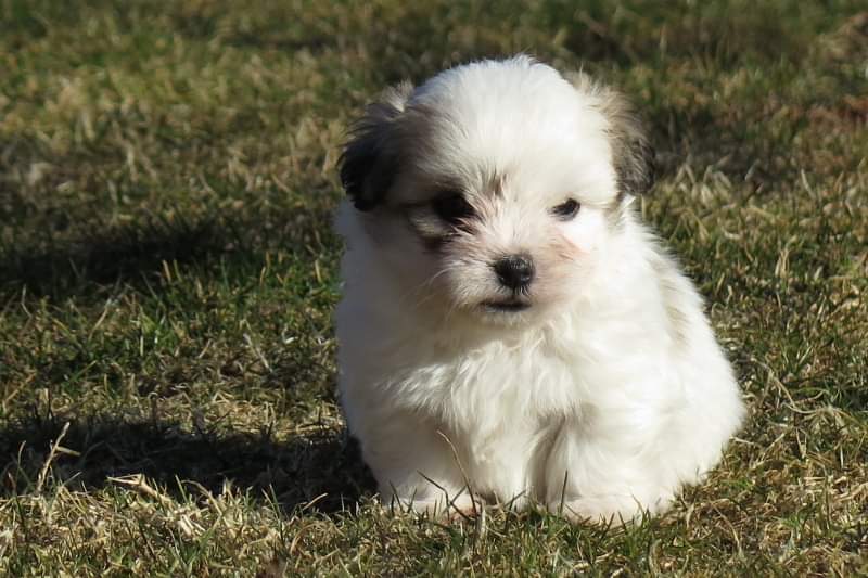 Animal Clinic of Citra Citra