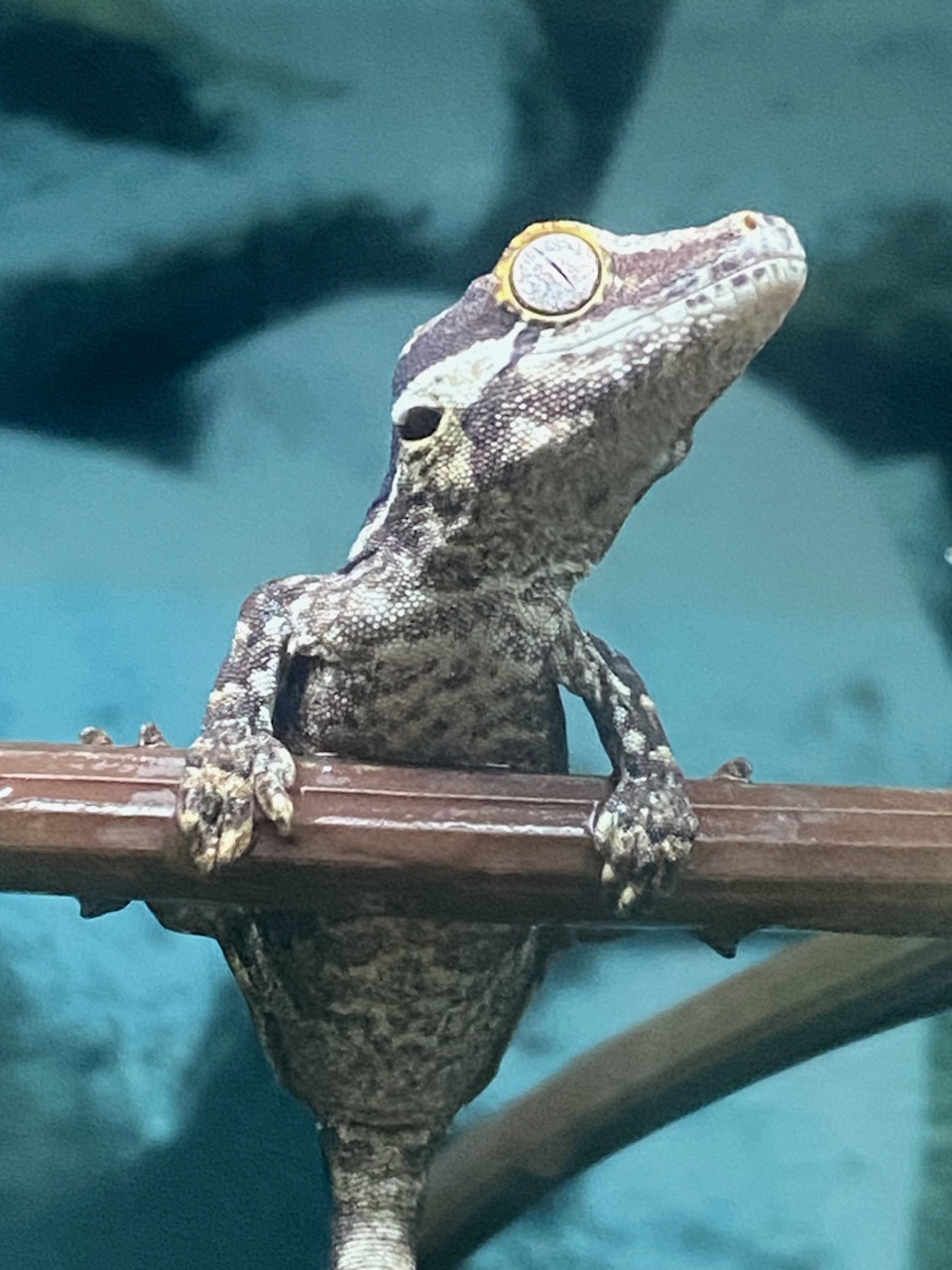 Pet Supplies Plus Clearwater Clearwater