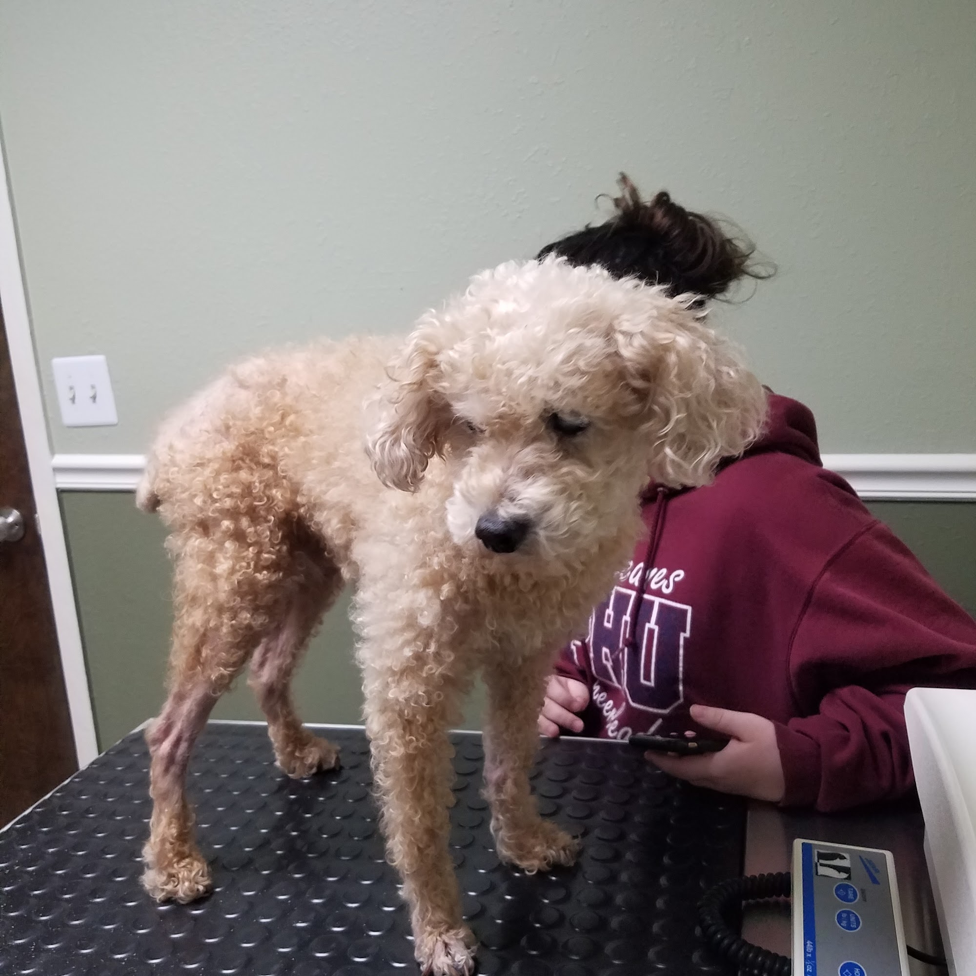 Countryside Animal Hospital Clearwater