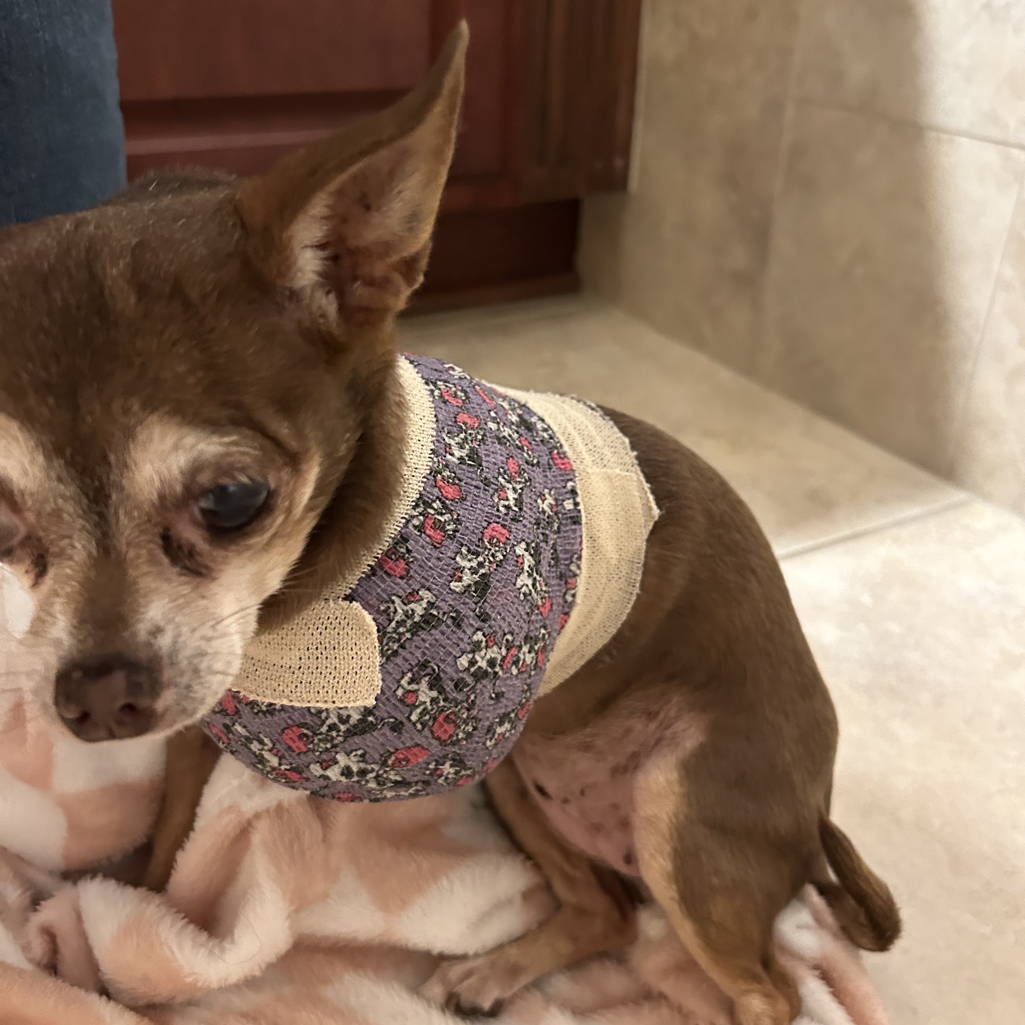 Metzler Veterinary Hospital Clearwater