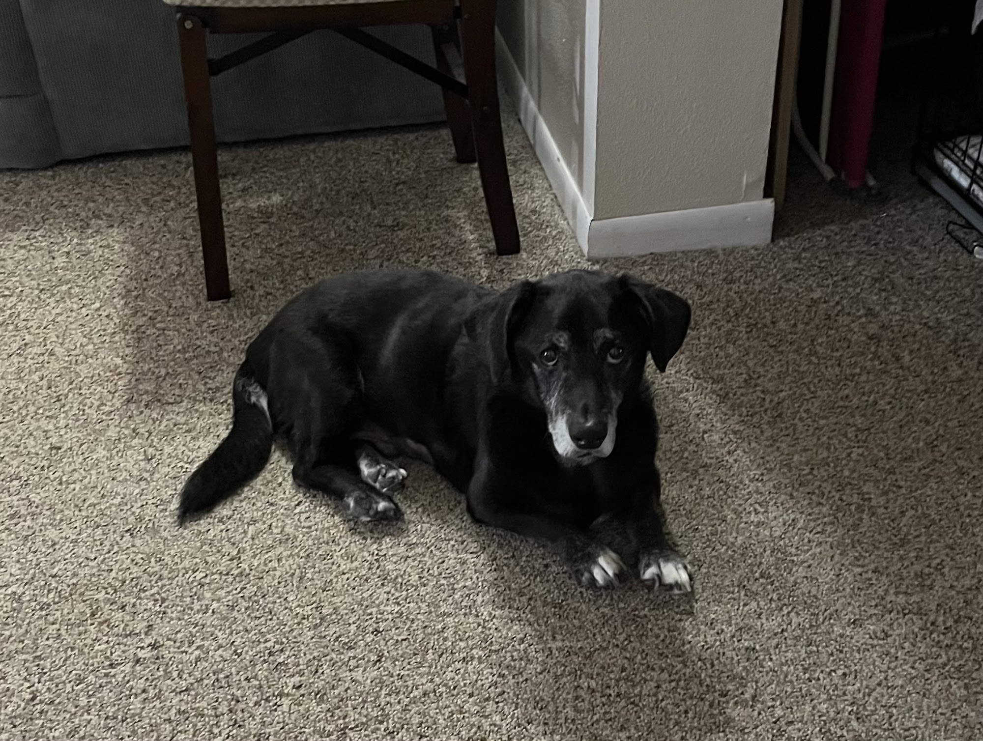 Metzler Veterinary Hospital Clearwater