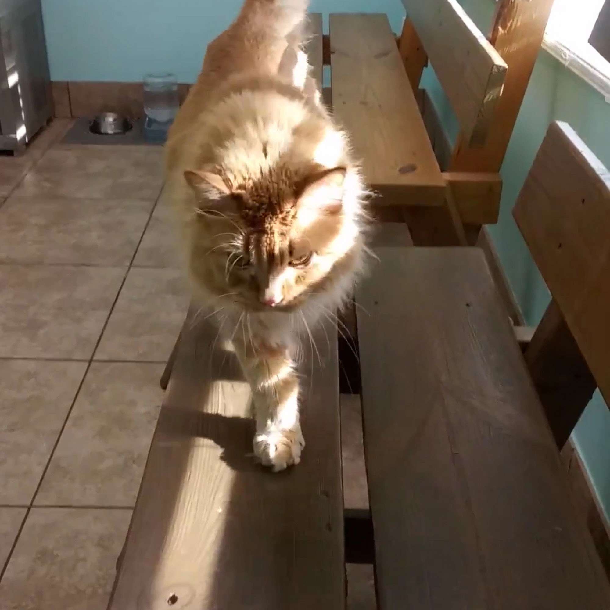 Animal Health Care Clinic Clearwater