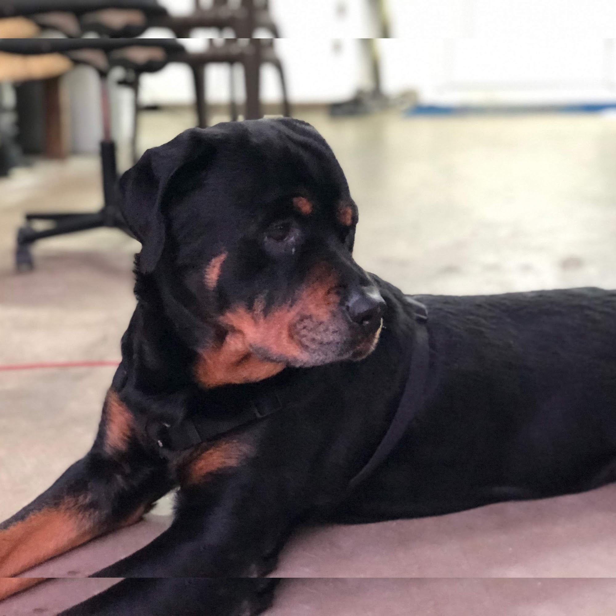 Enterprise Rd Animal Hospital, Dr Carlos Pola Clearwater