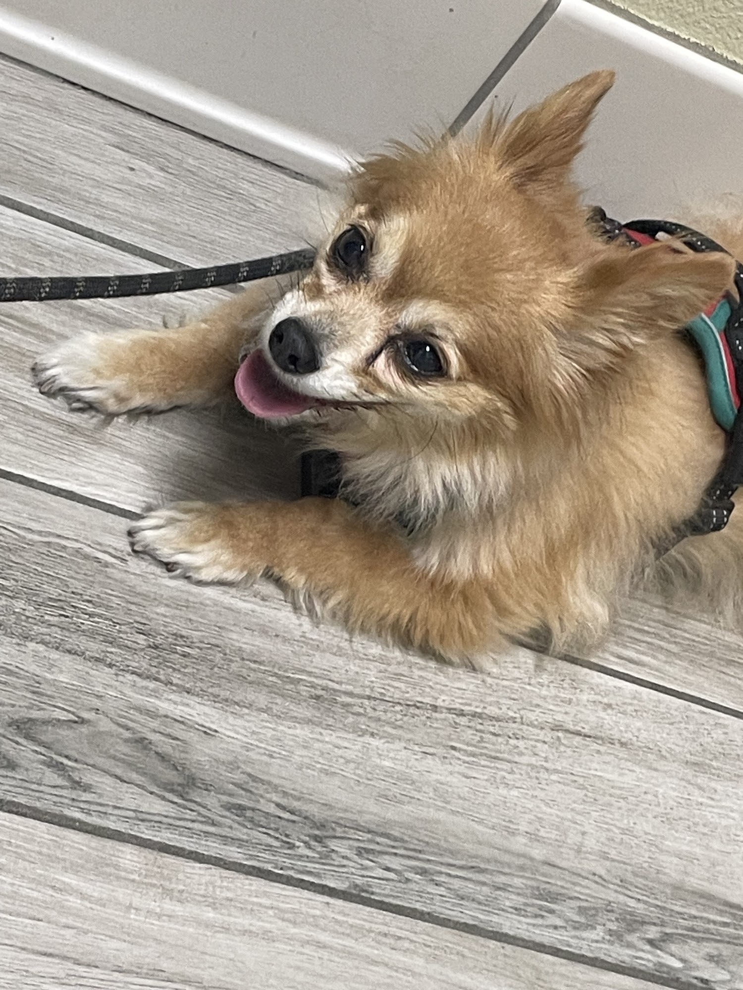 Sunset Point Animal Hospital Clearwater