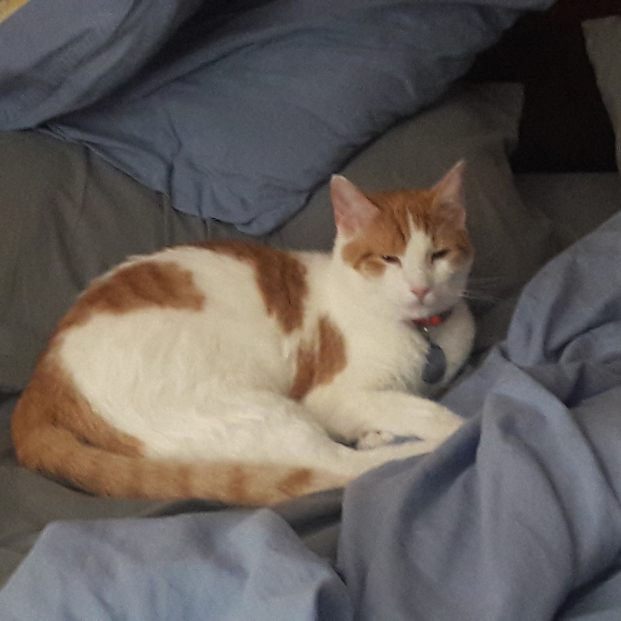 Spay & Neuter Clinic Clearwater