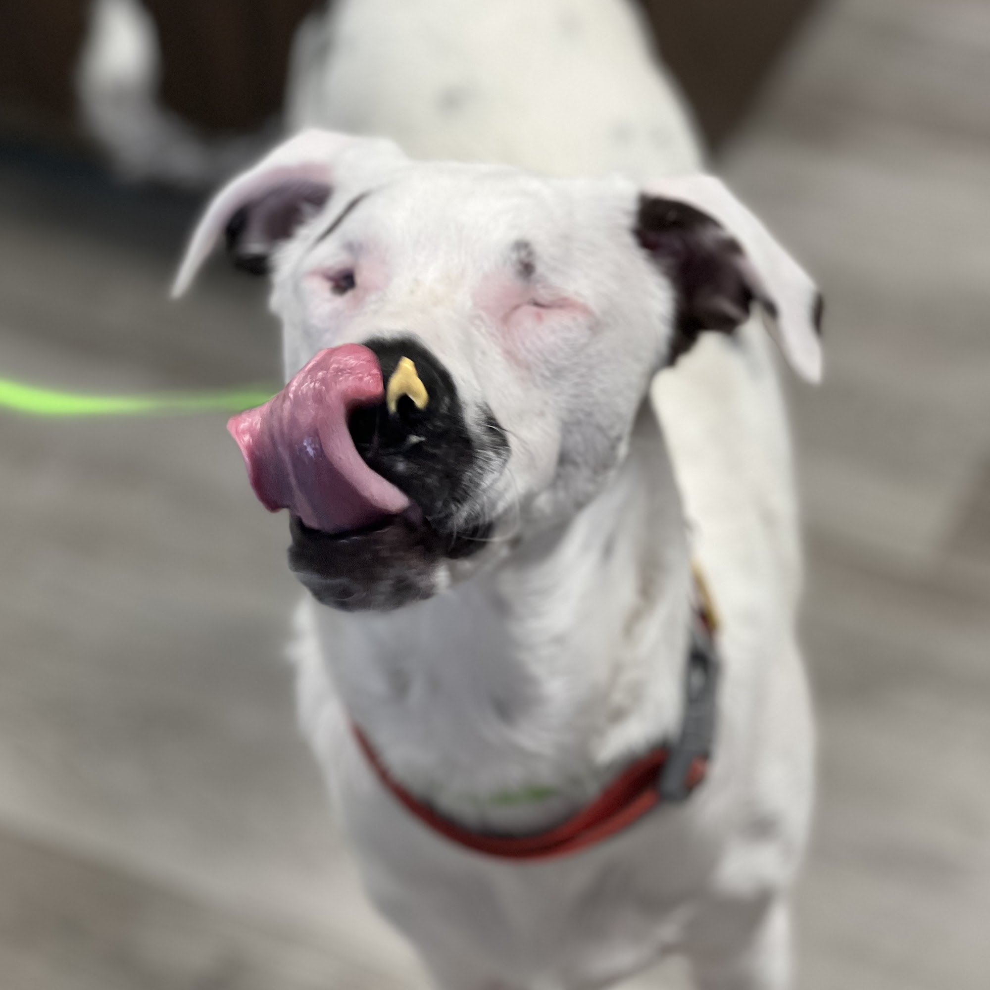 Skycrest Animal Hospital Clearwater