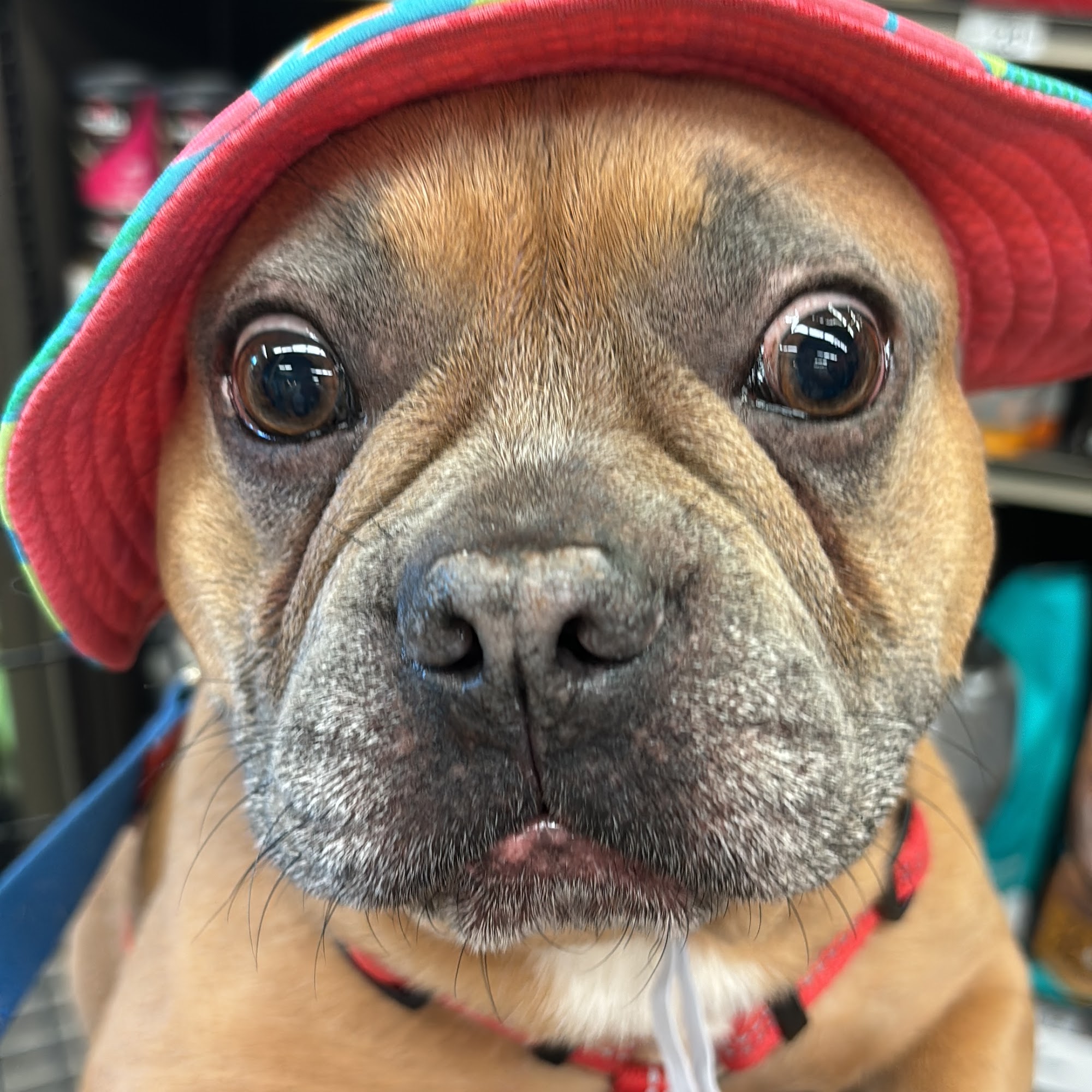 Love Animal Hospital Clearwater