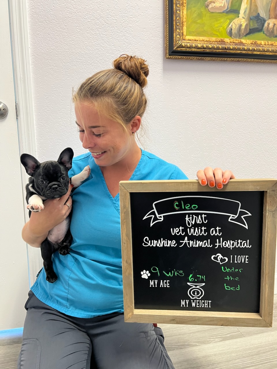 Sunshine Animal Hospital Clearwater