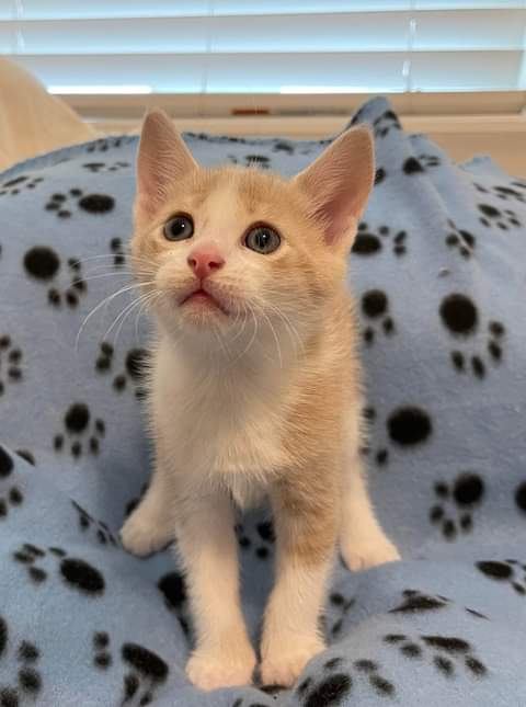 Humane Society of Pinellas Clearwater