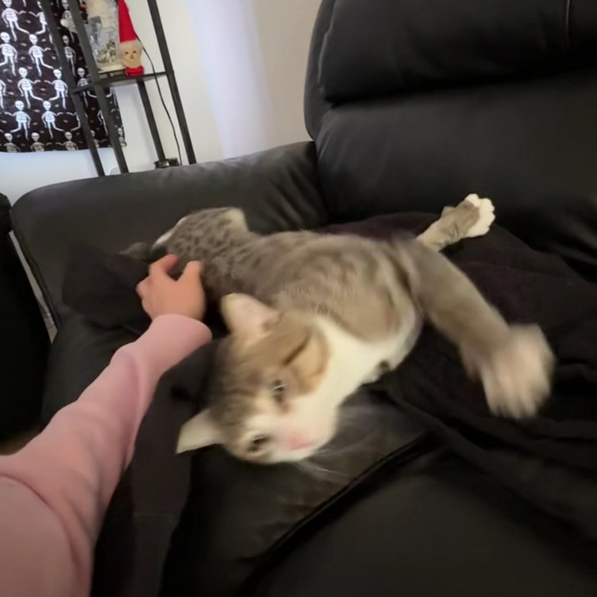 Humane Society of Pinellas Clearwater