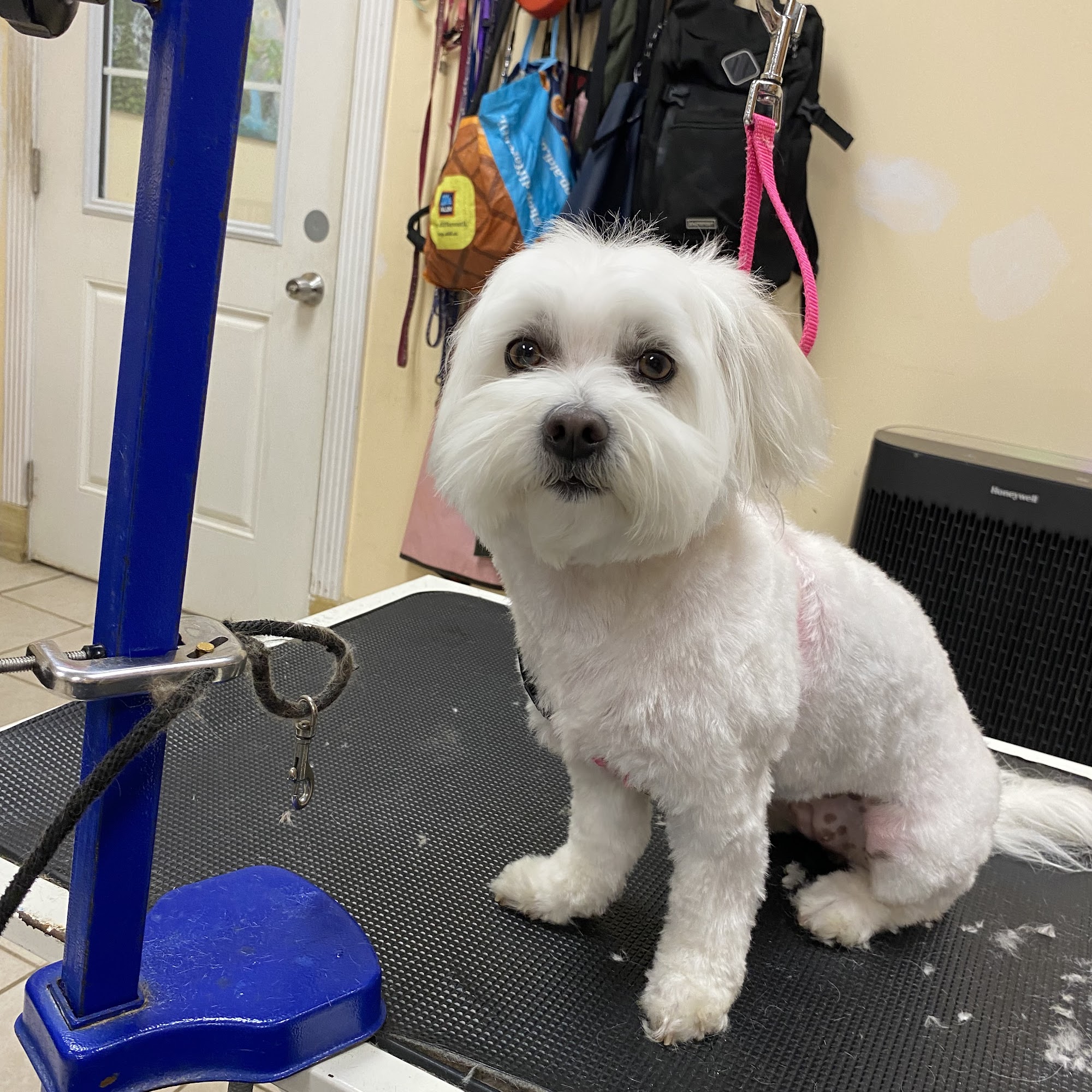 Prestige pet care Clearwater