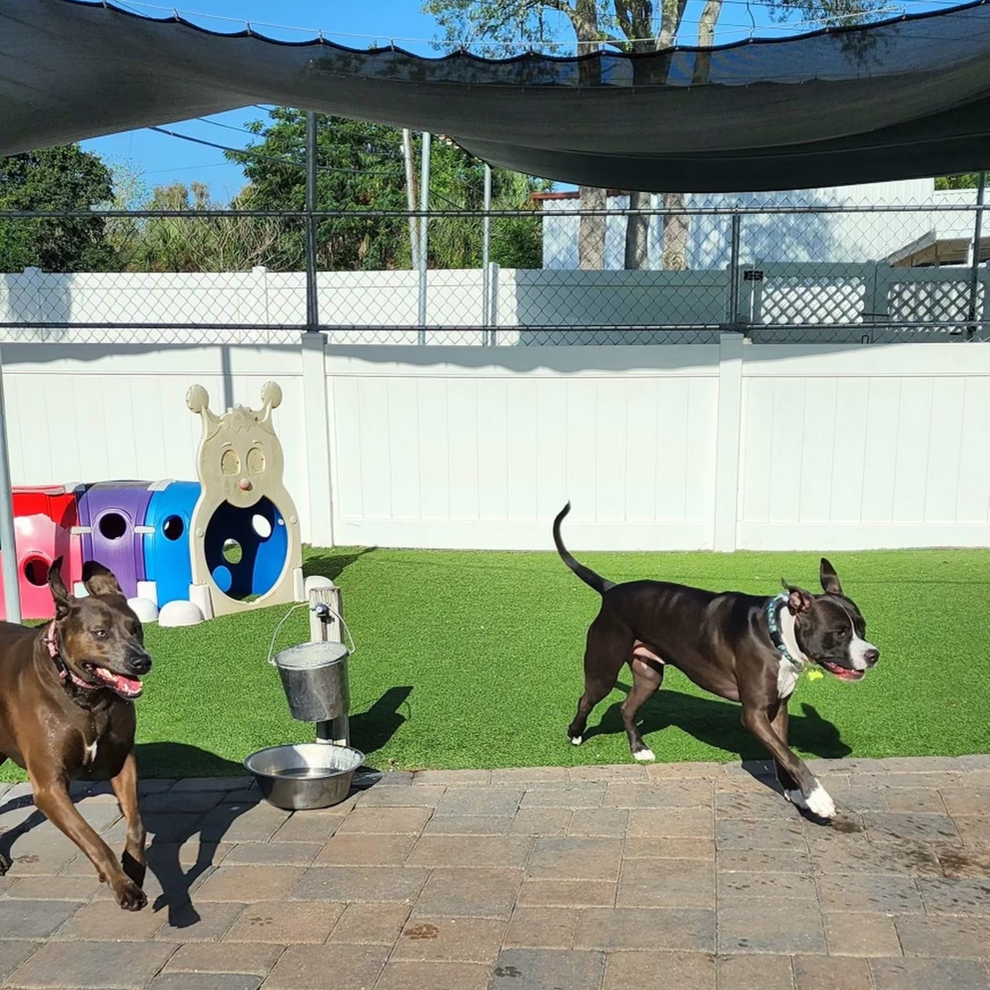 Pet Resort & Grooming Salon Clearwater