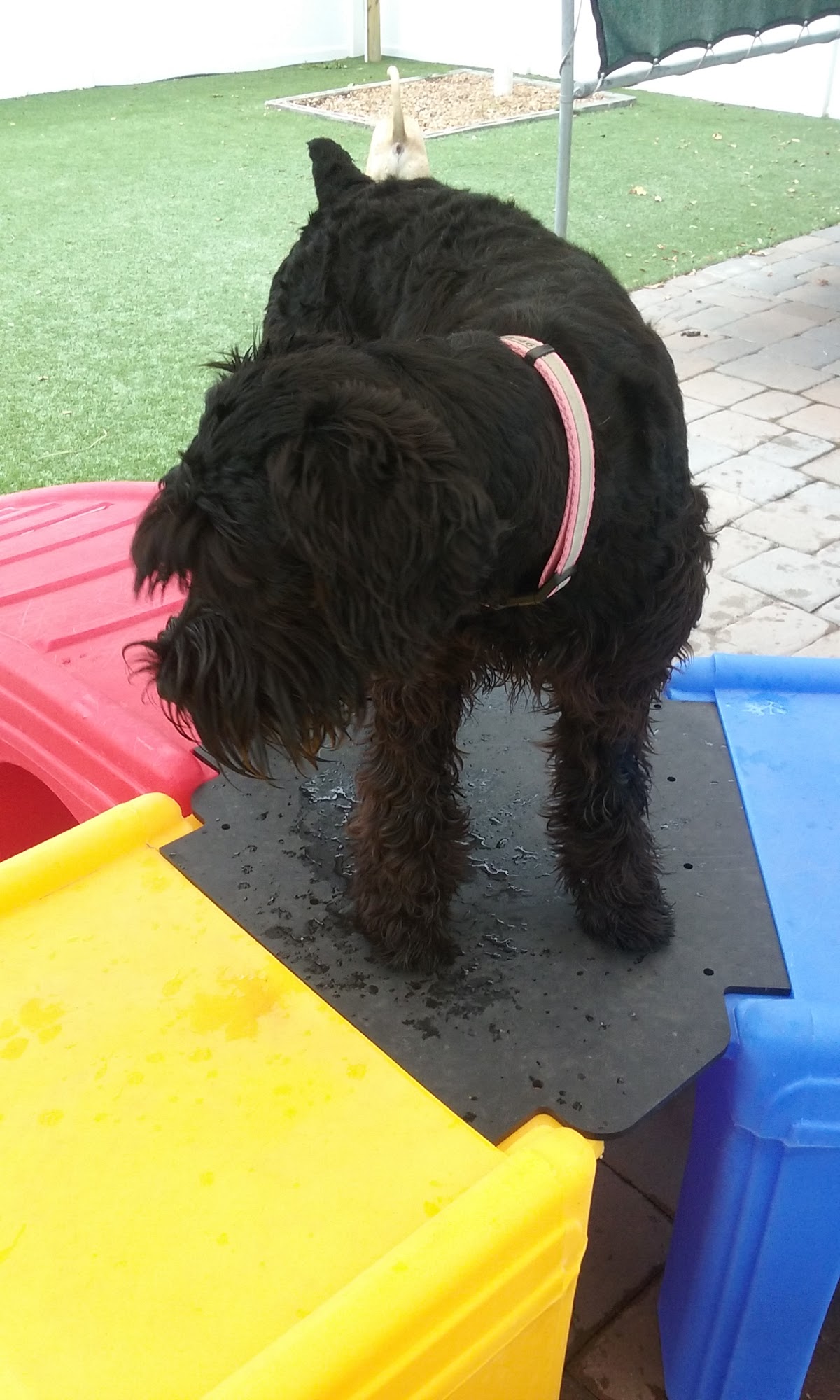 Pet Resort & Grooming Salon Clearwater