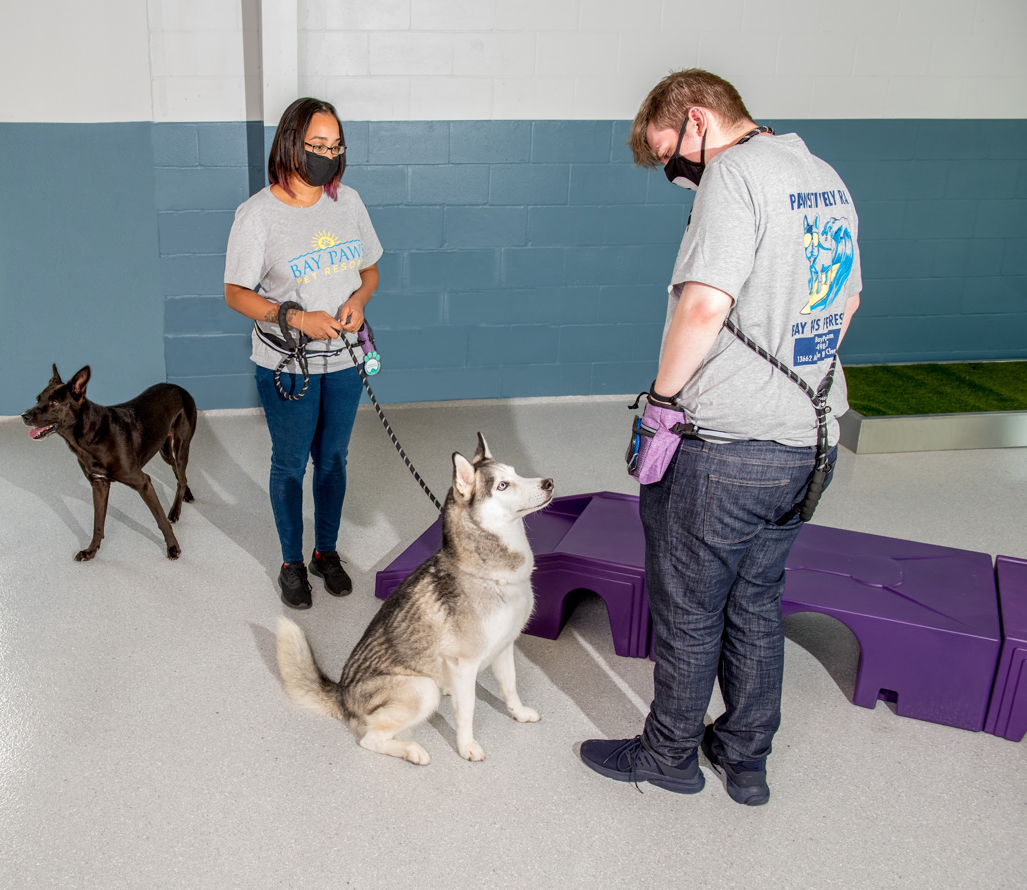 Bay Paws Pet Resort Clearwater