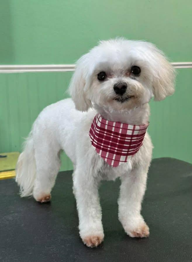 The Muddy Paw Dog Grooming & Bathing Clearwater